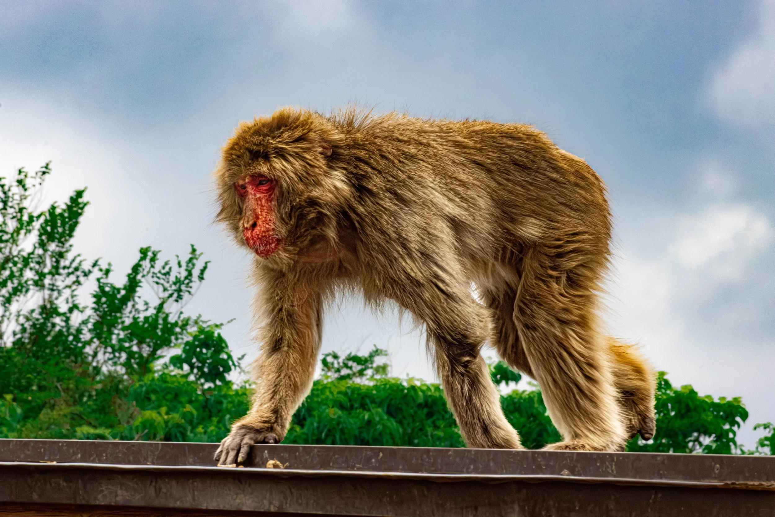 monkey_japan-5.jpg