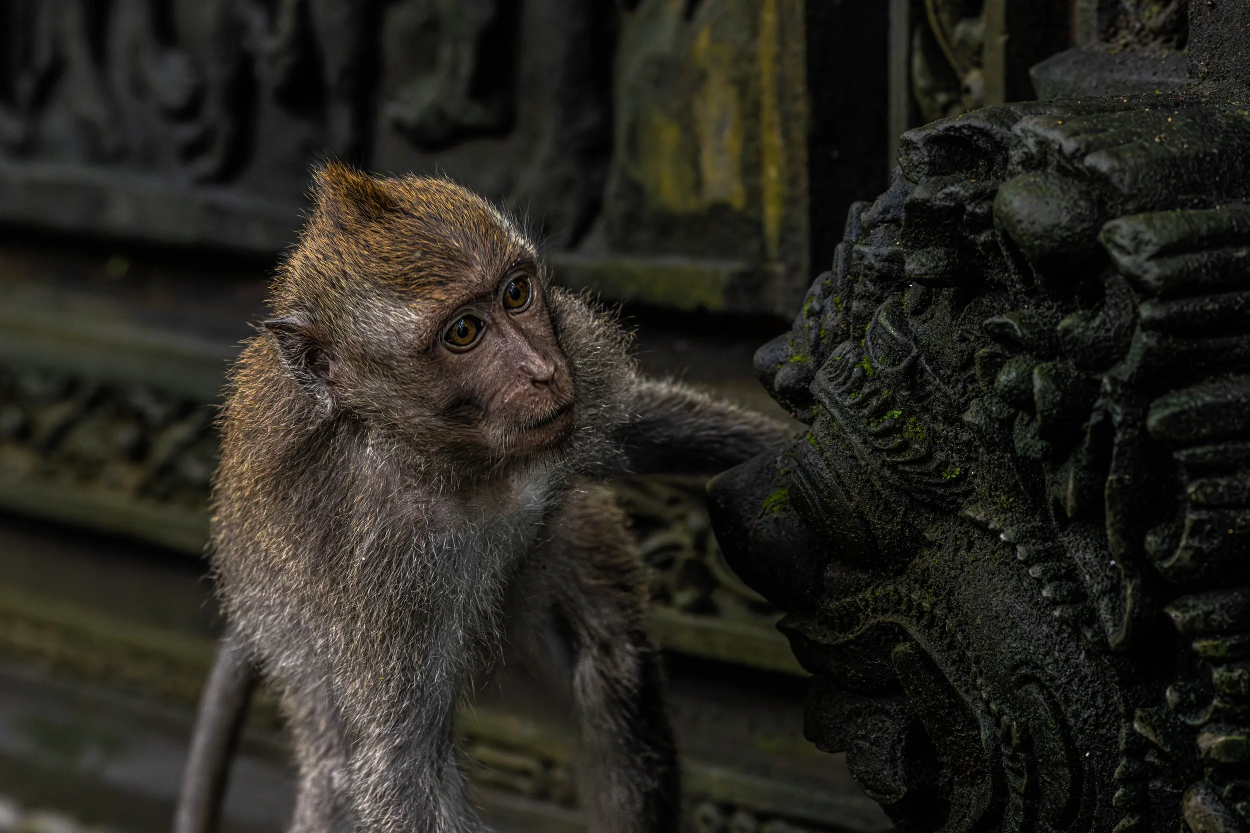 monkeybali-6.jpg
