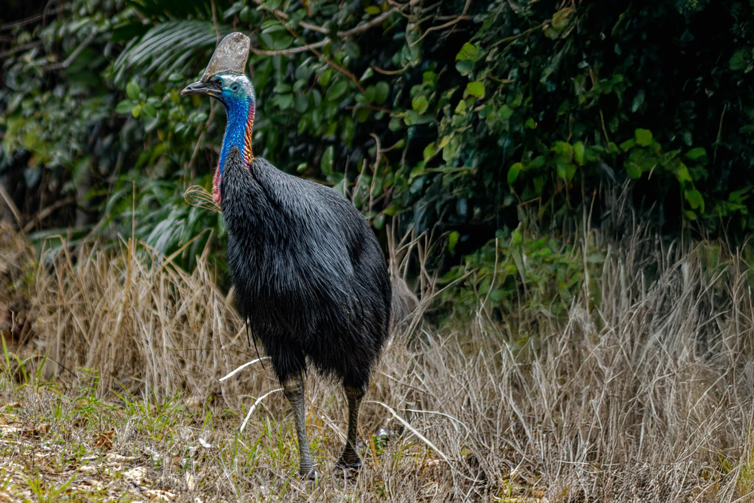 Cassowary-2.jpg