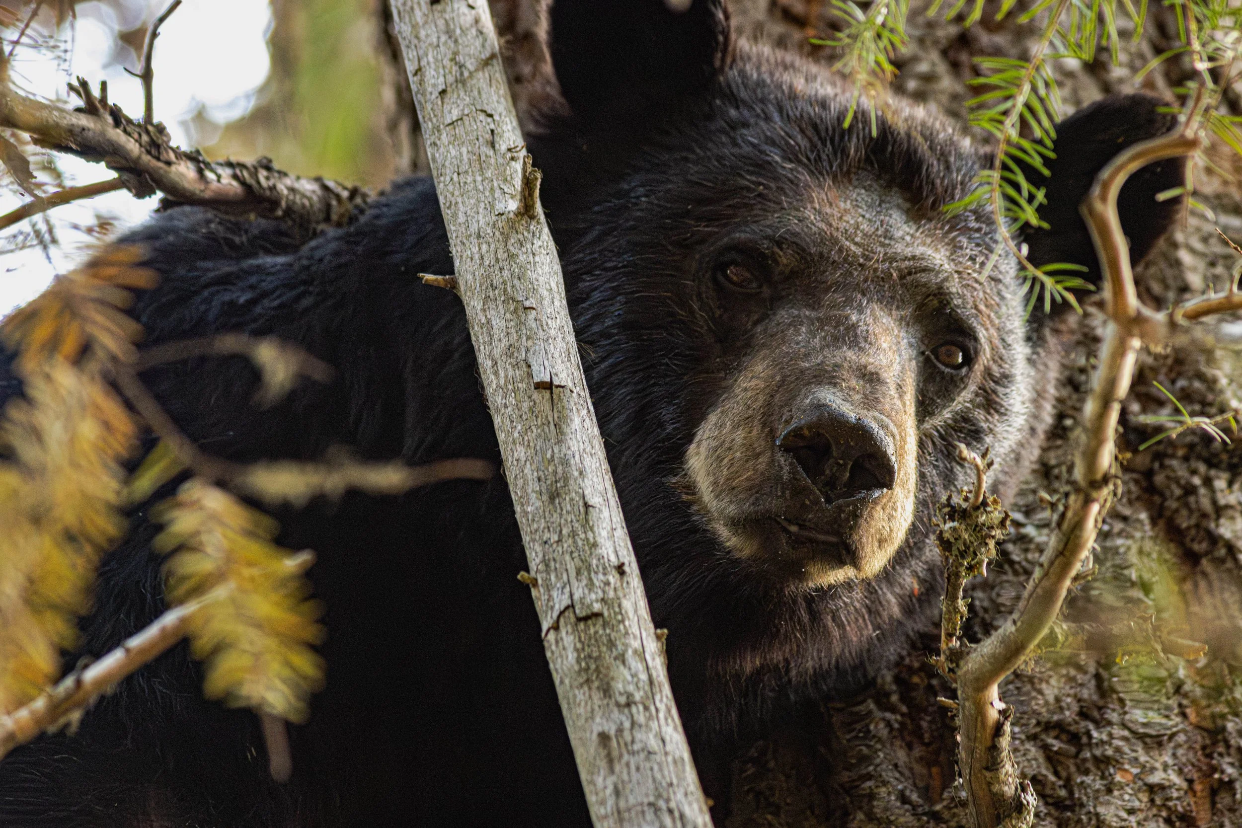 bear-6.jpg