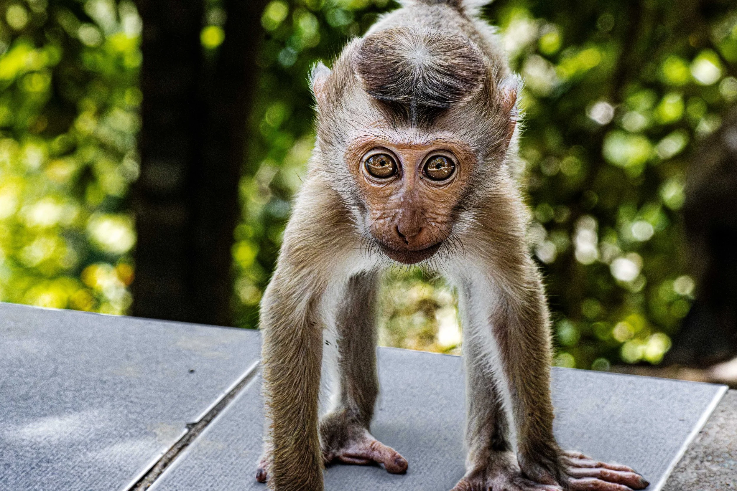 Thailand_monkey_2-2074.jpg
