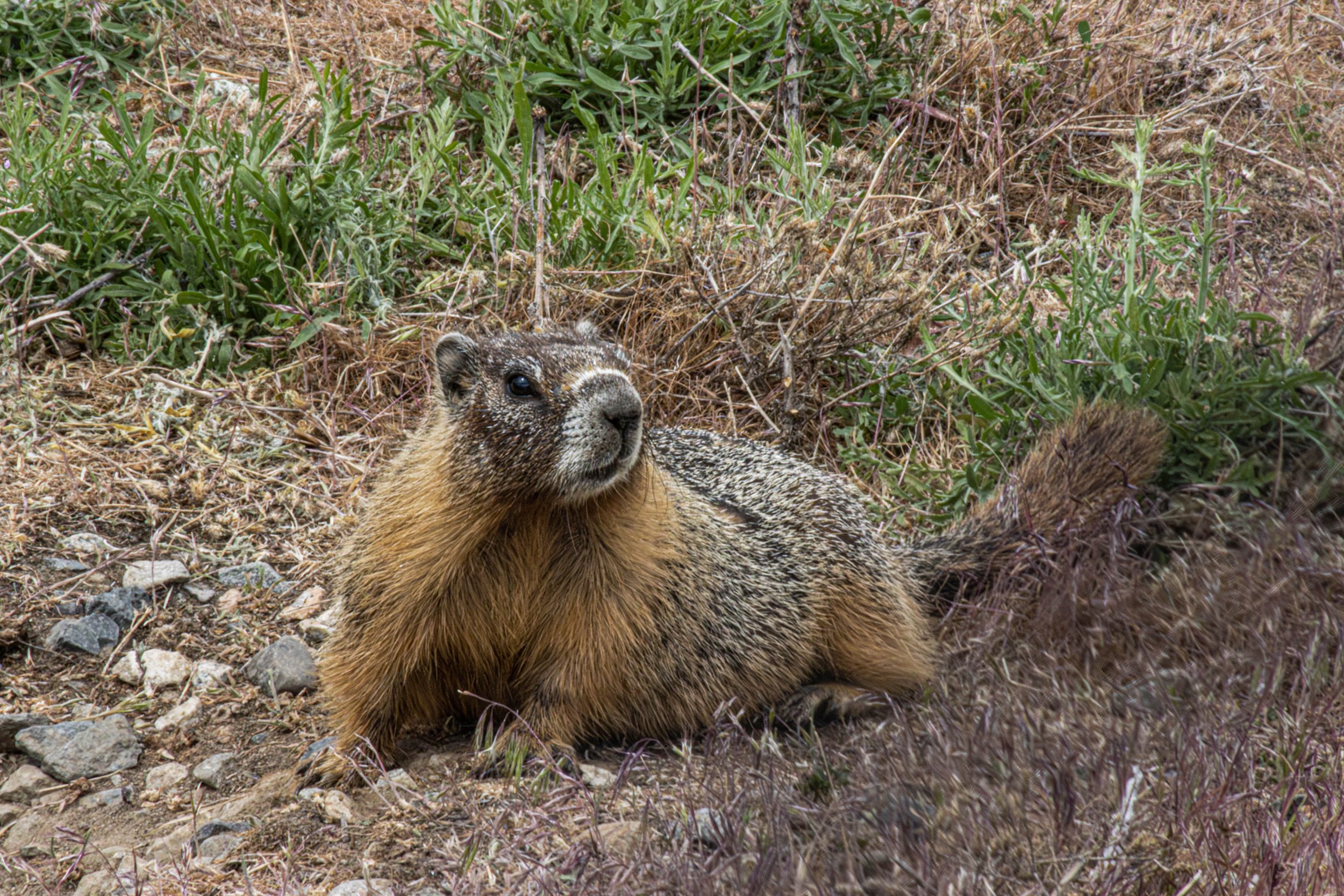 Marmot-2.jpg