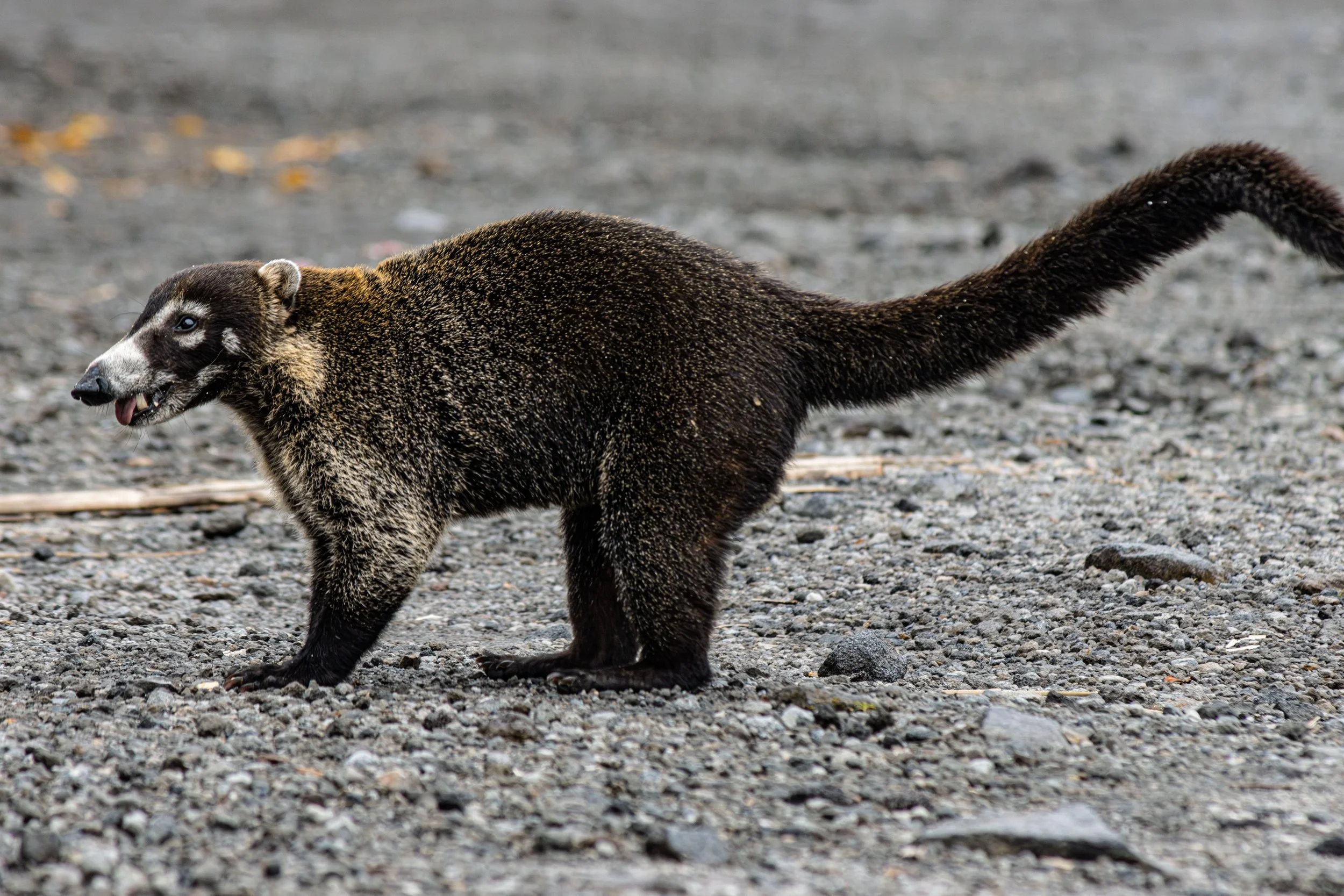 Coati_Costa_Rica-2.jpg
