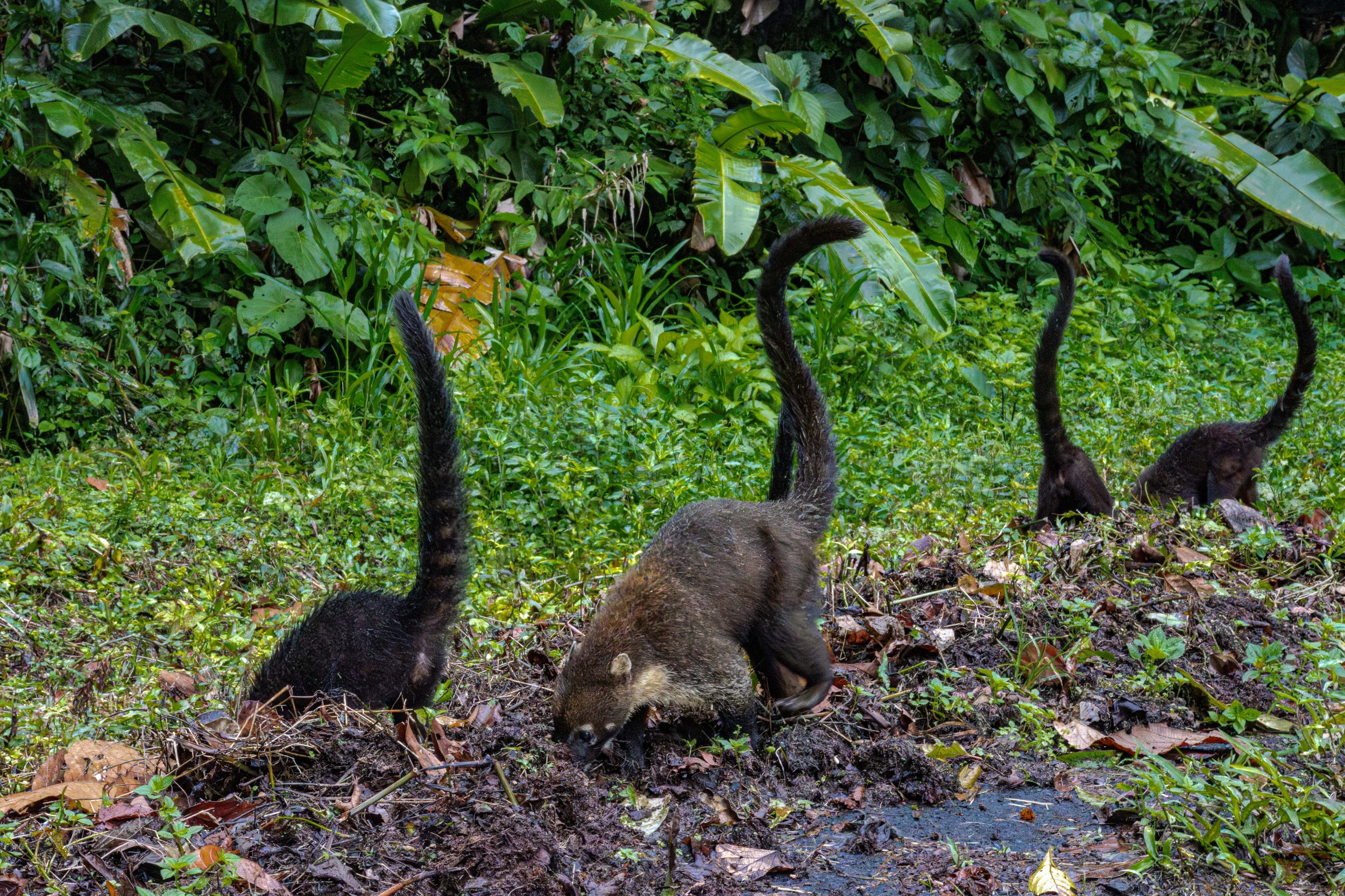 coati-0297.jpg