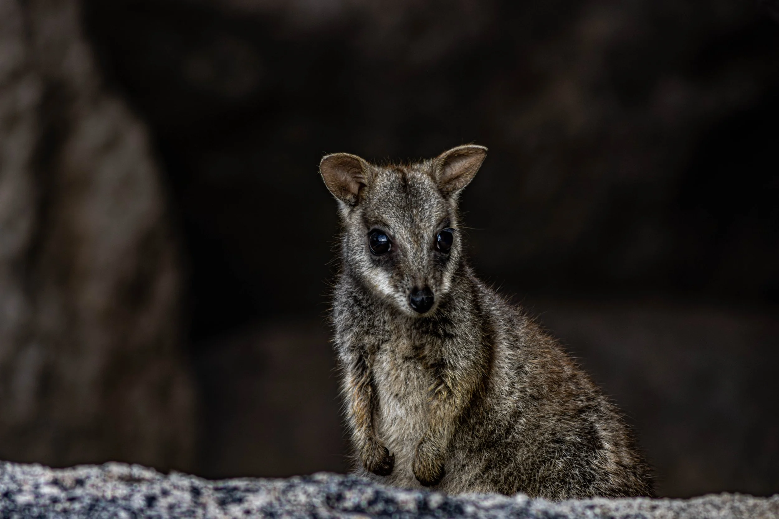 rock_wallaby.jpg