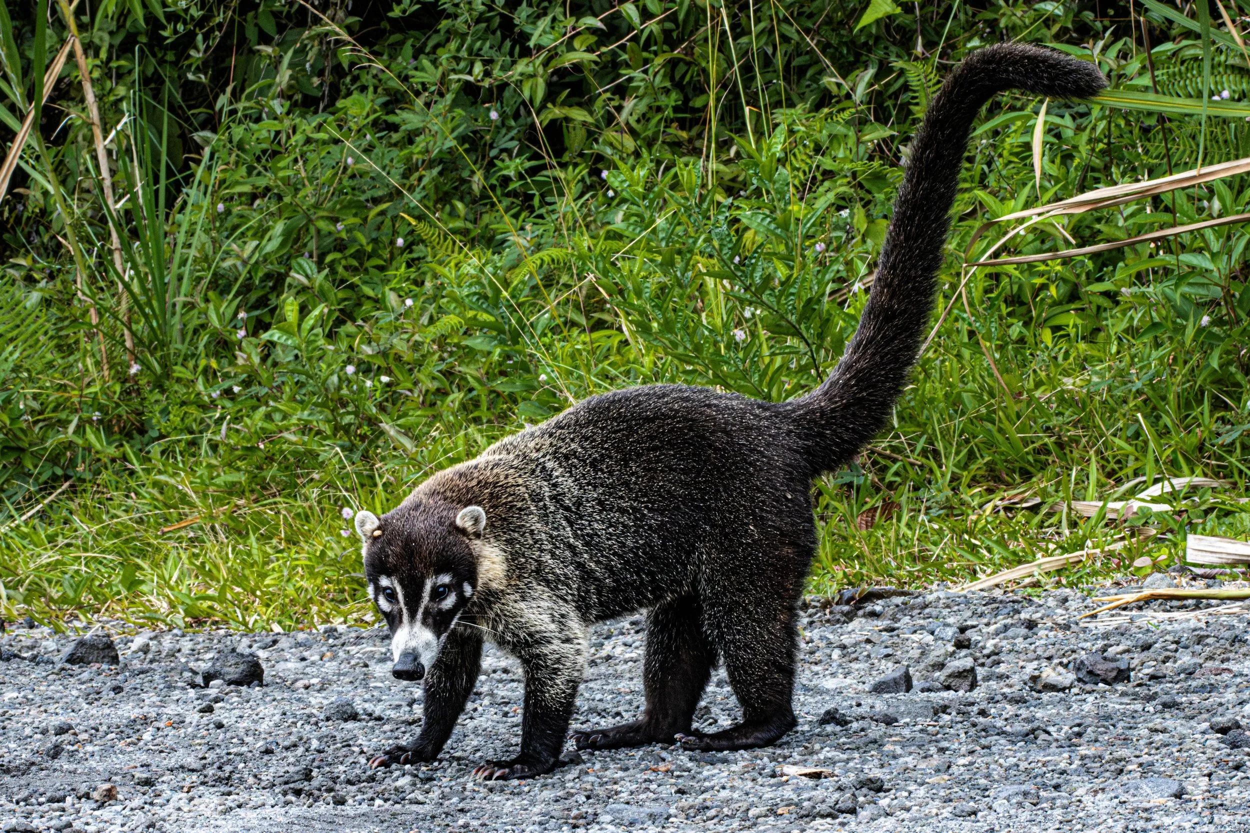 coati.jpg