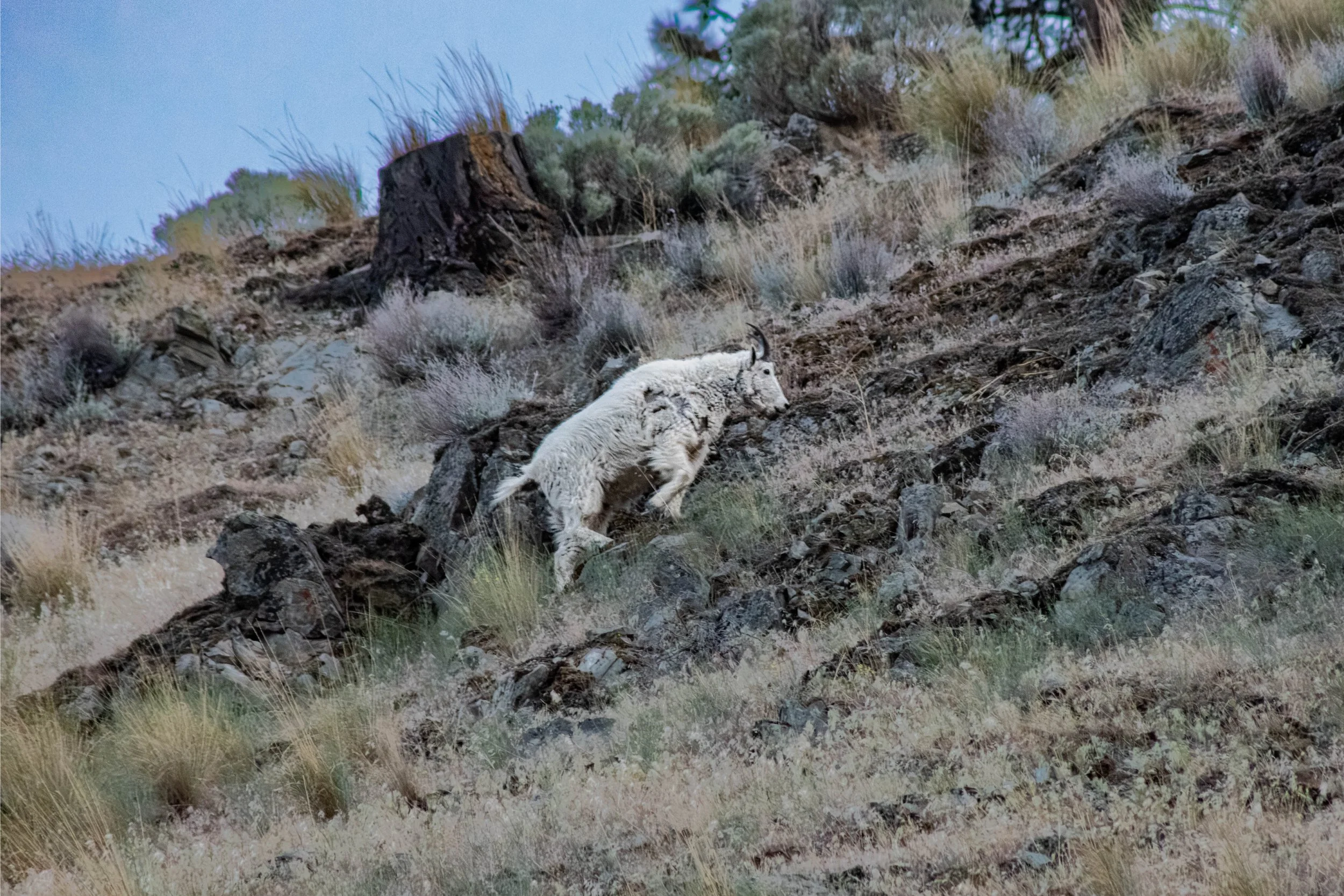 bcmountaingoat-2.jpg