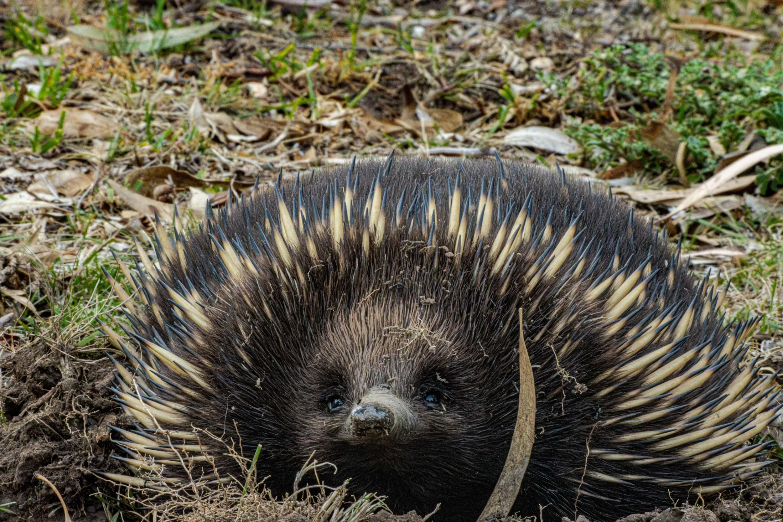 Echidna