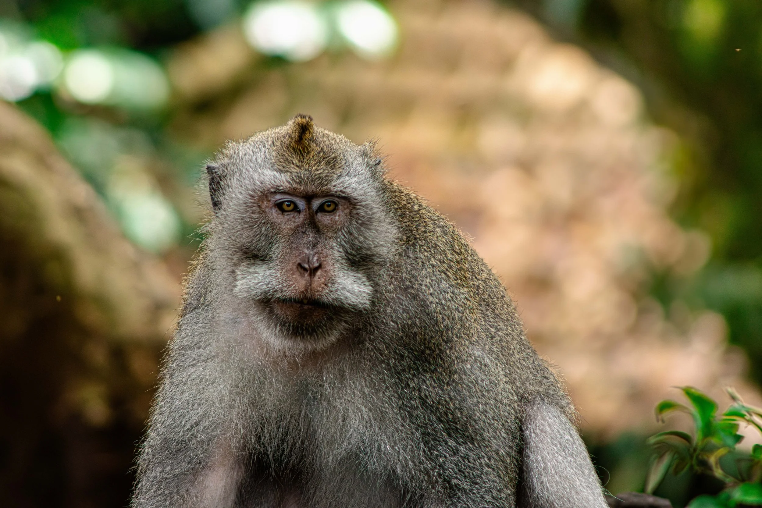 monkeybali-7.jpg