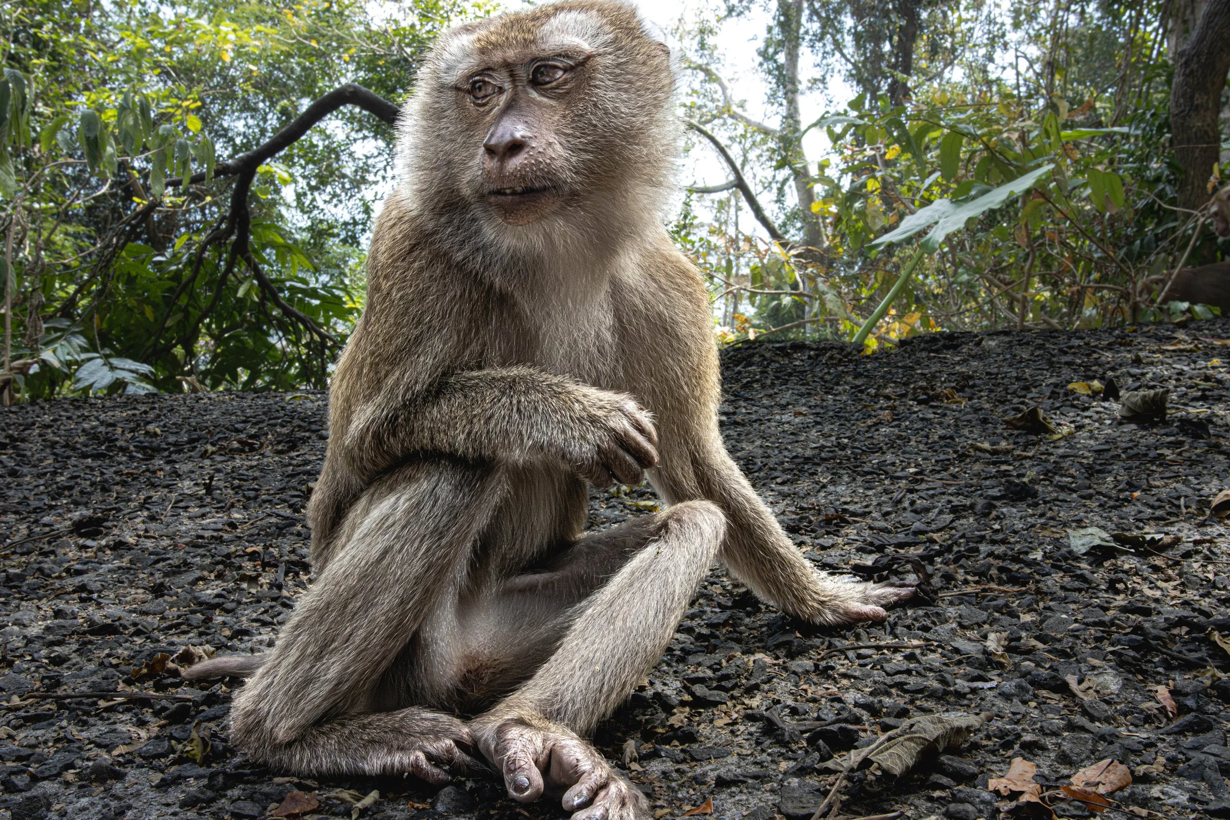 Thailand_monkey_2-1862.jpg