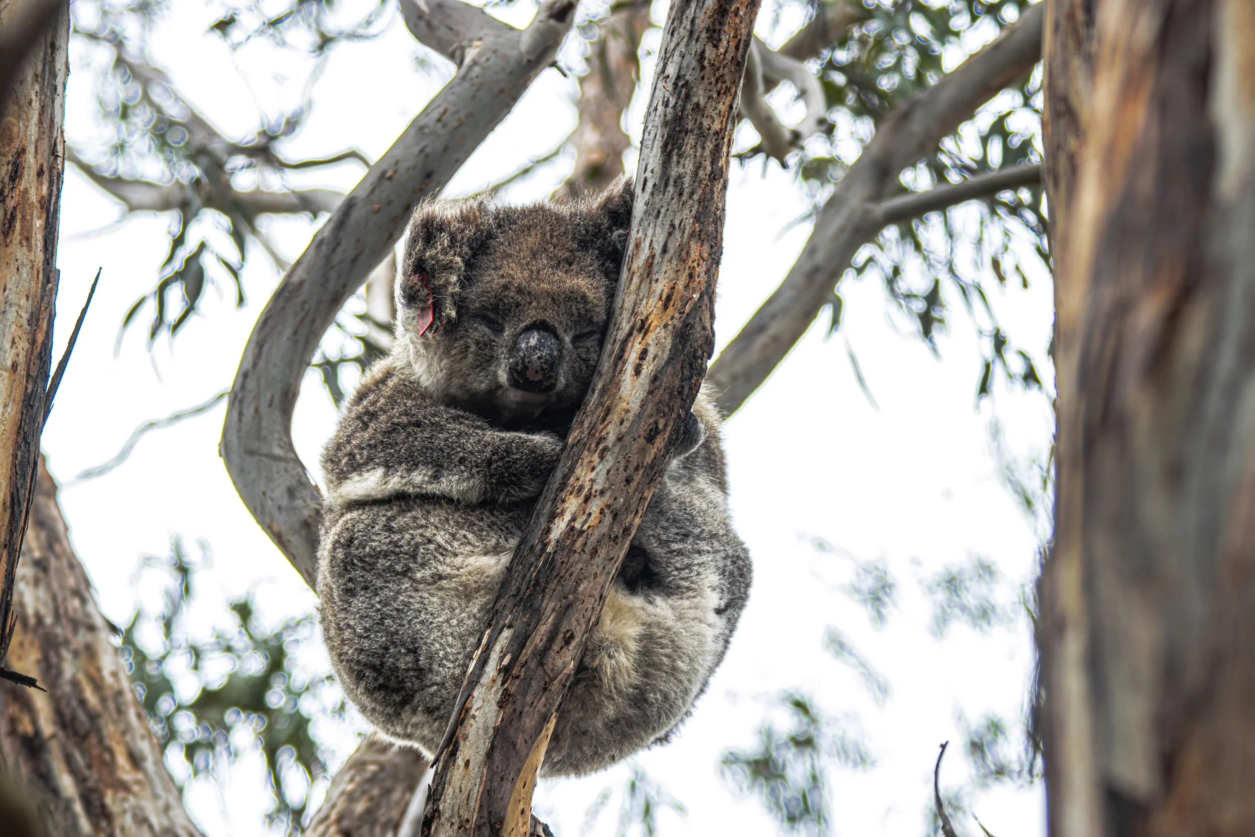 koala2-3.jpg