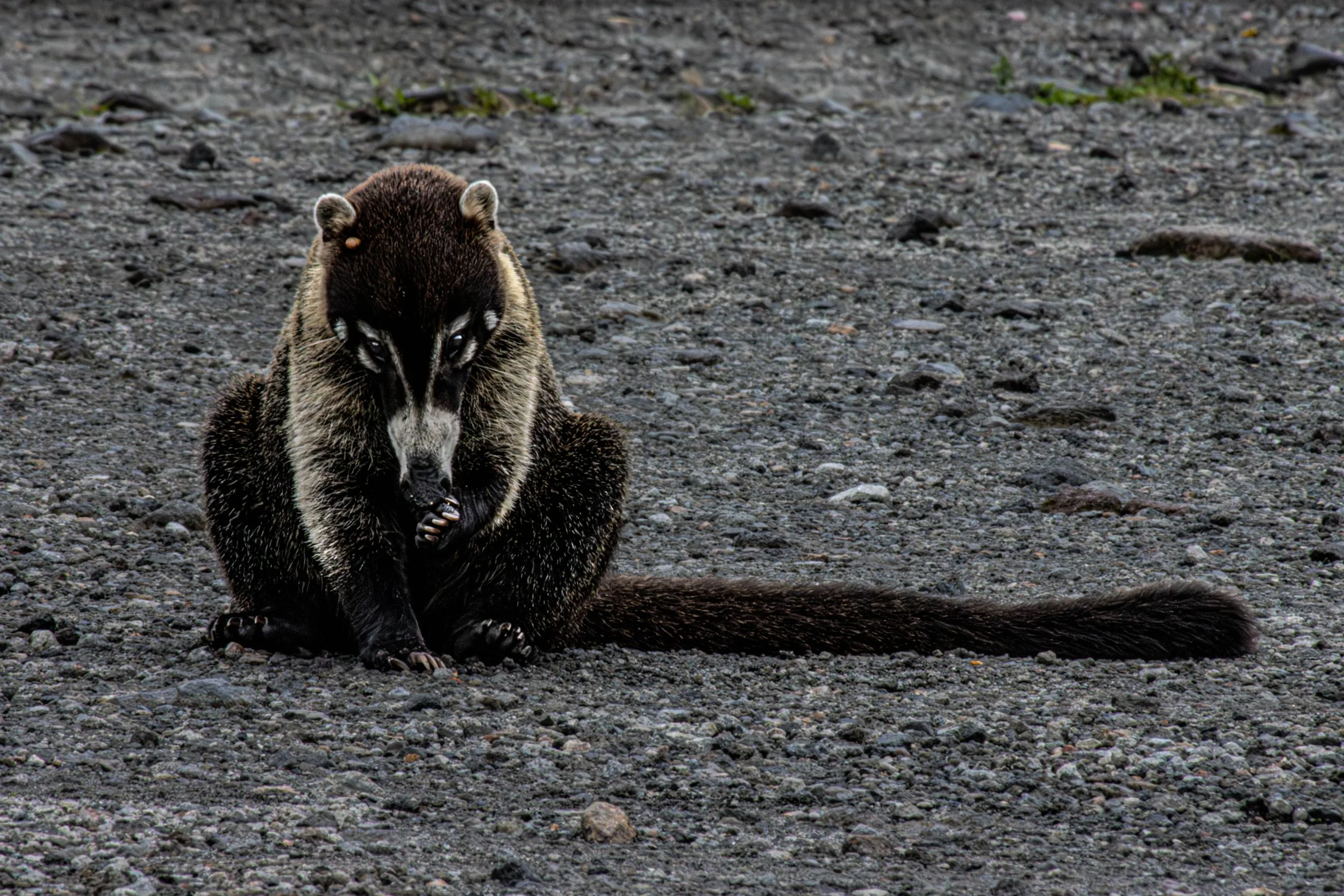 coati--2.jpg