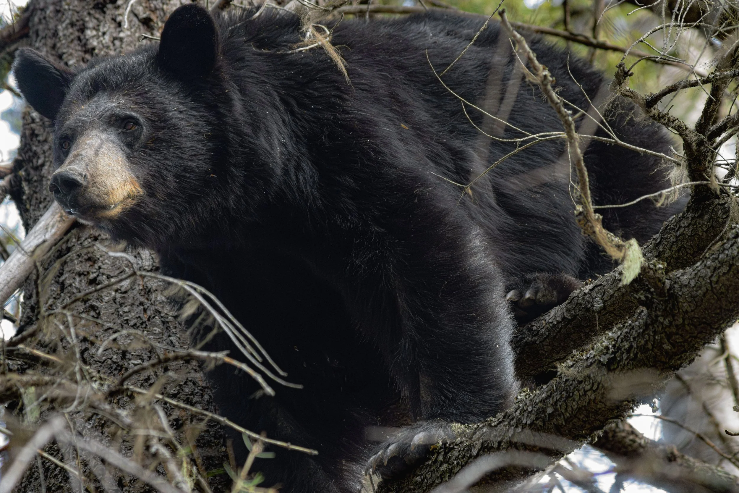 bear-2.jpg