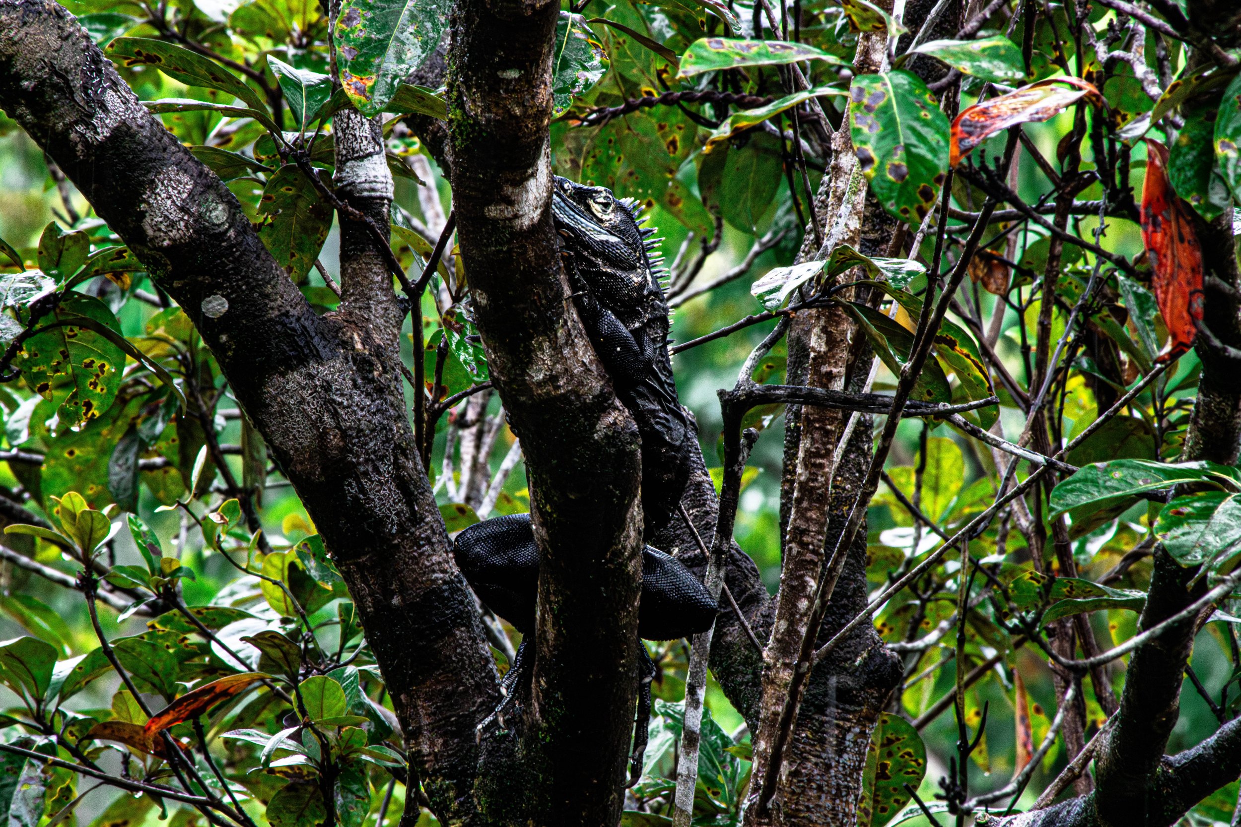 iguana.jpg