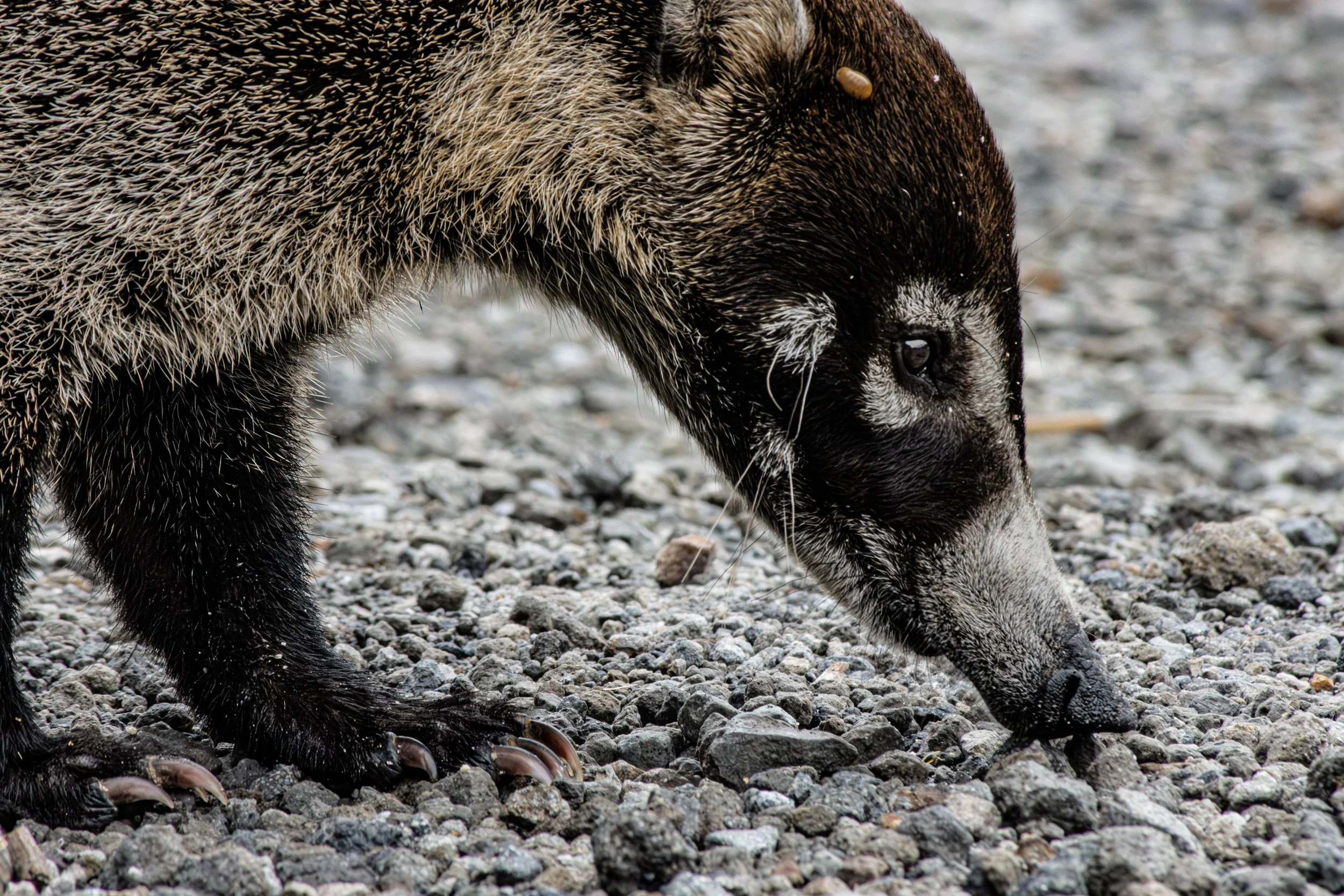 coati-0177.jpg
