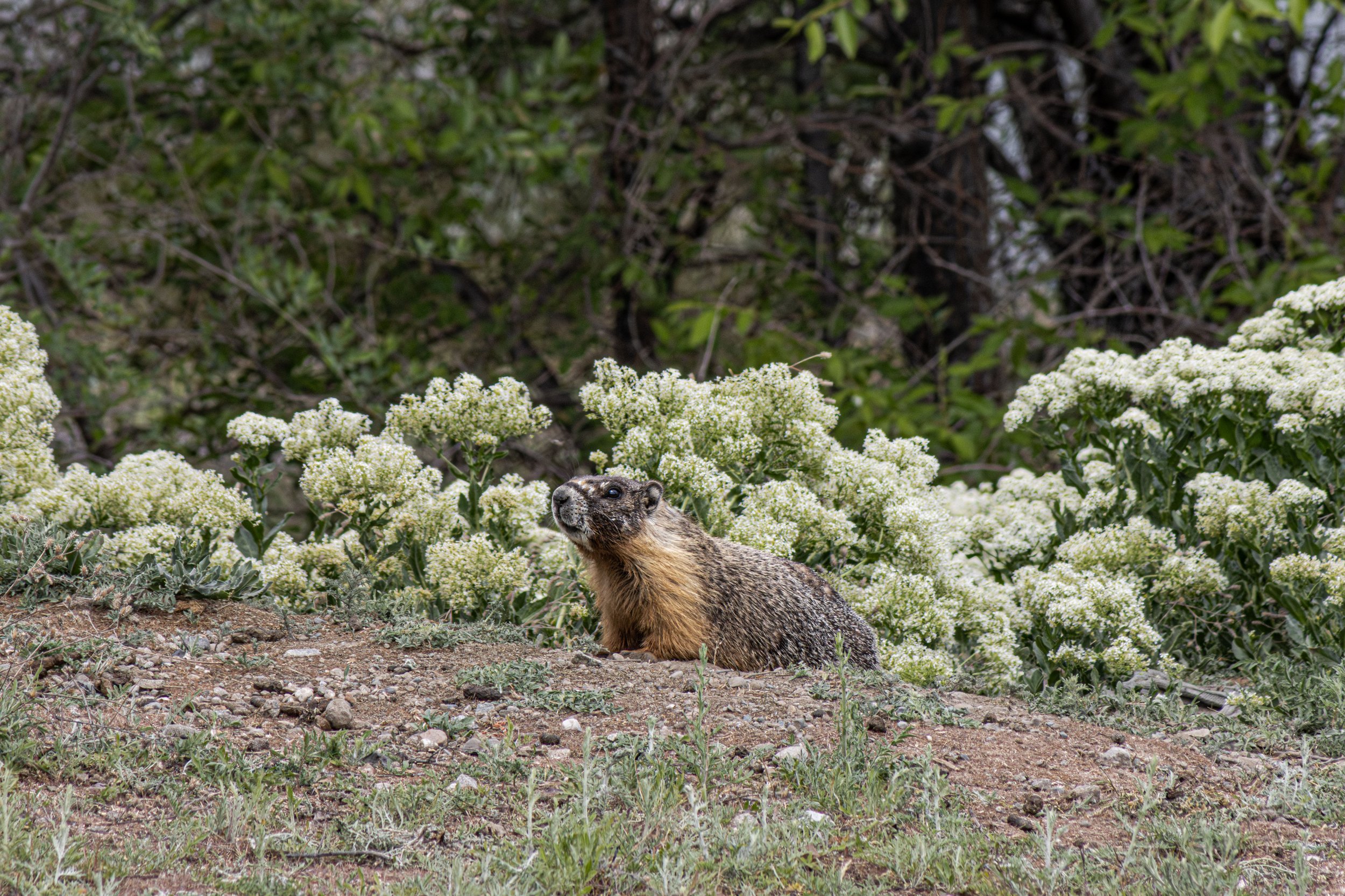 Marmot-3.jpg