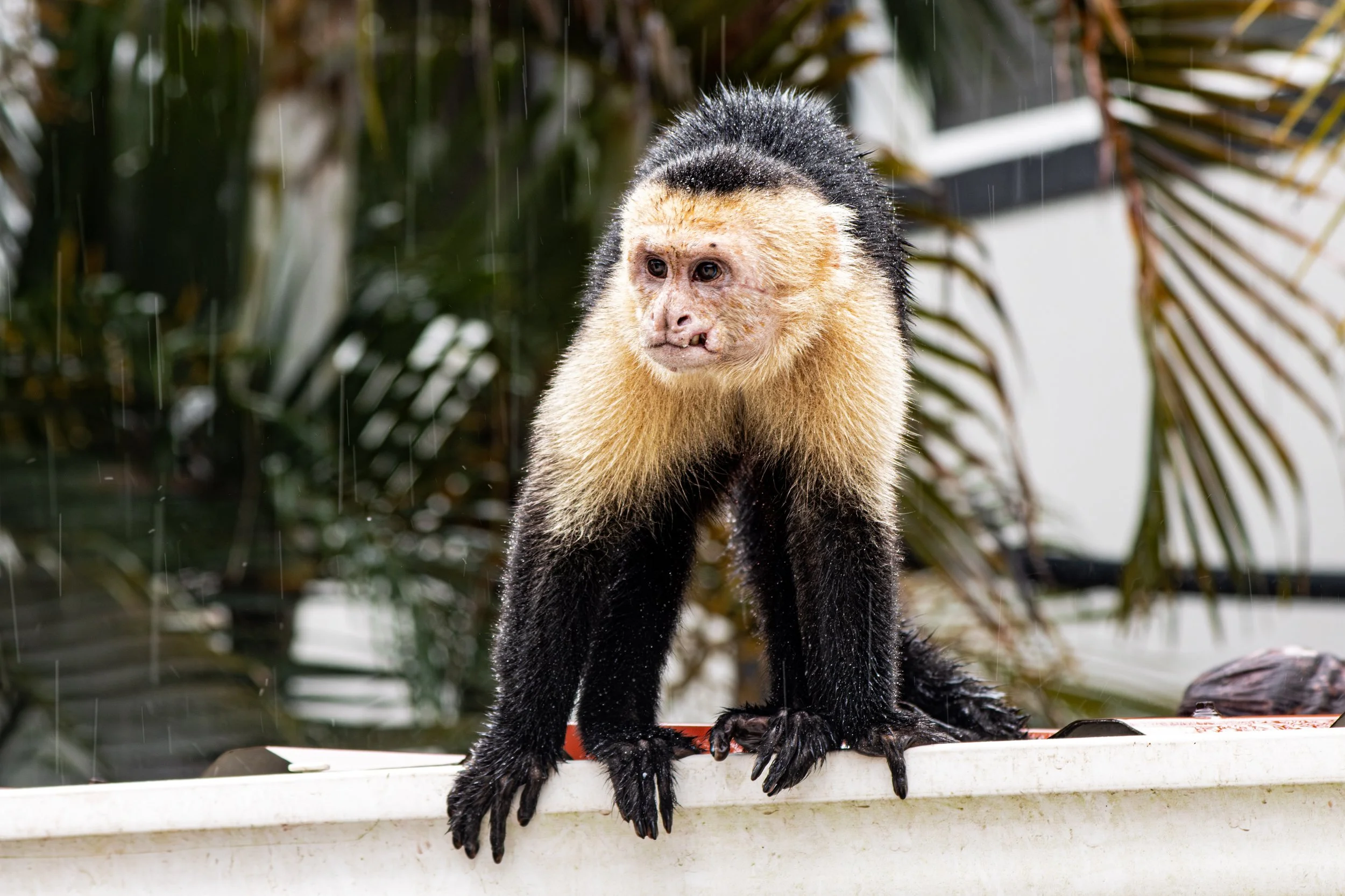 Monkey_Costa_Rica2-1.jpg
