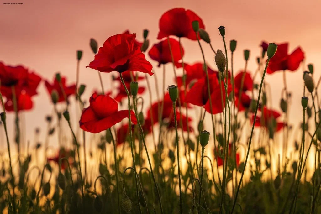Remembrance Day