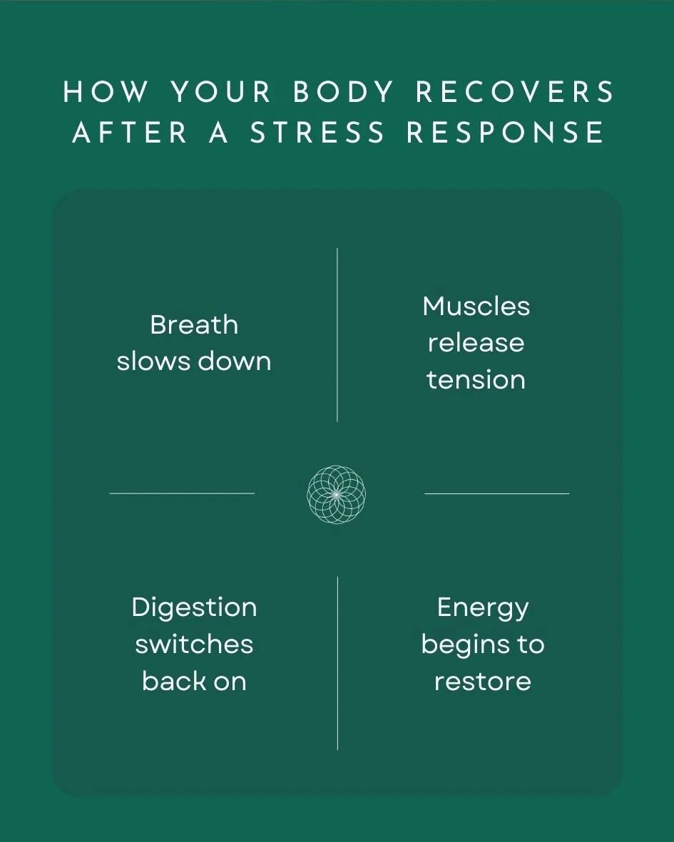 Once the &ldquo;fight or flight&rdquo; response has passed, your body (hopefully - or with some support) shifts into rest and digest mode.⁠
⁠
This is your nervous system&rsquo;s way of finding balance again, and a reminder of just how amazing our bod