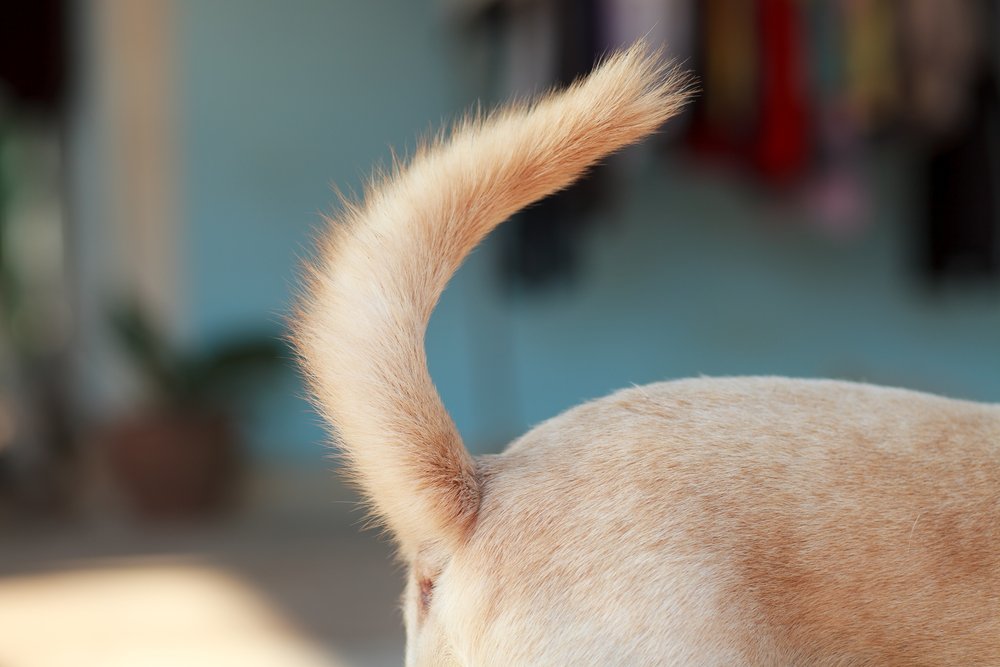 express-dog-anal-glands.jpg