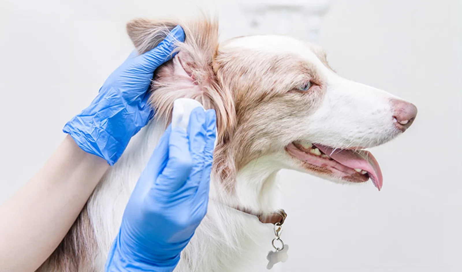 dog-ear-cleaning-hero-image.webp