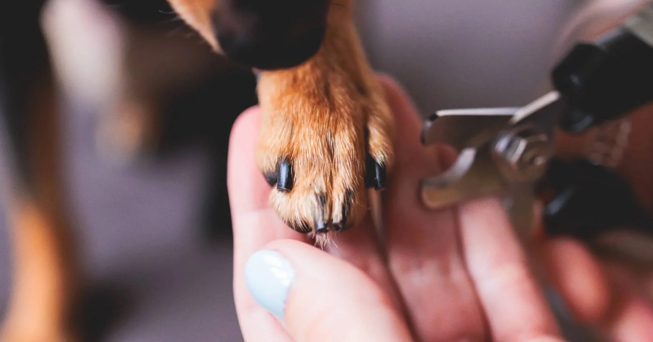 small-dog-holding-paw-in-human-hand-waiting-to-have-nails-trimmed-090924.jpg