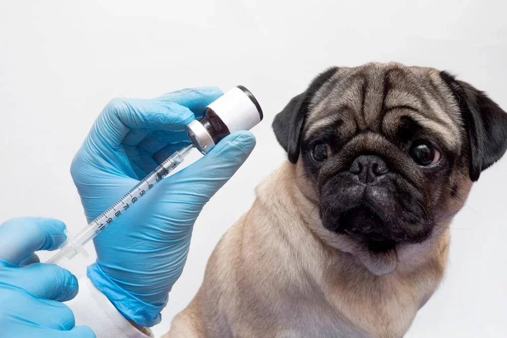 cytopoint-injection-for-dogs-min.webp