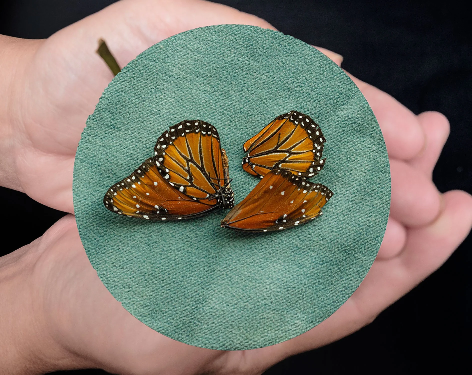 The Circle of My Flesh