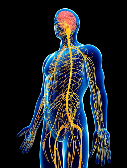 Illustration of a human body highlighting the nervous system and brain.
