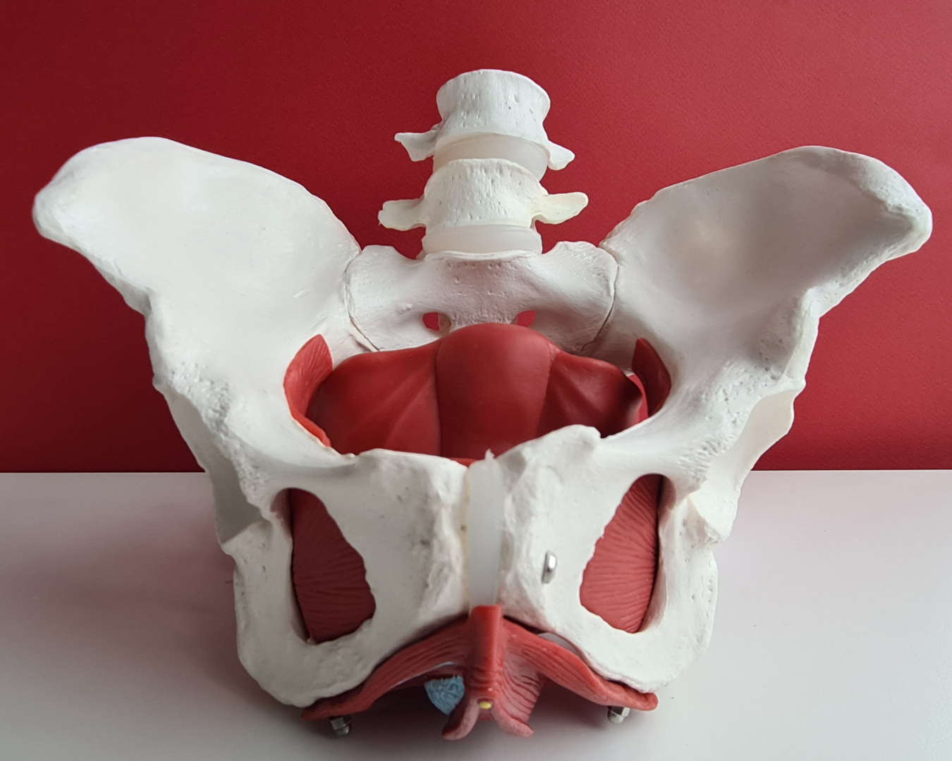 pelvis[1].png