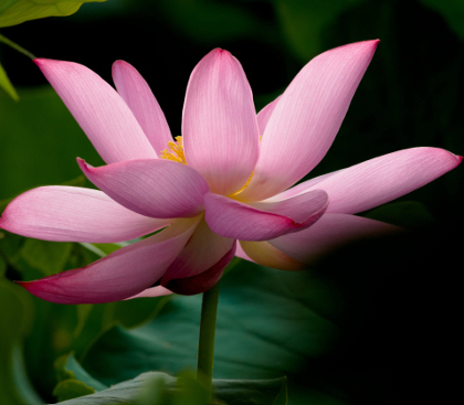 Introduction to Pelvic Pain Booklet