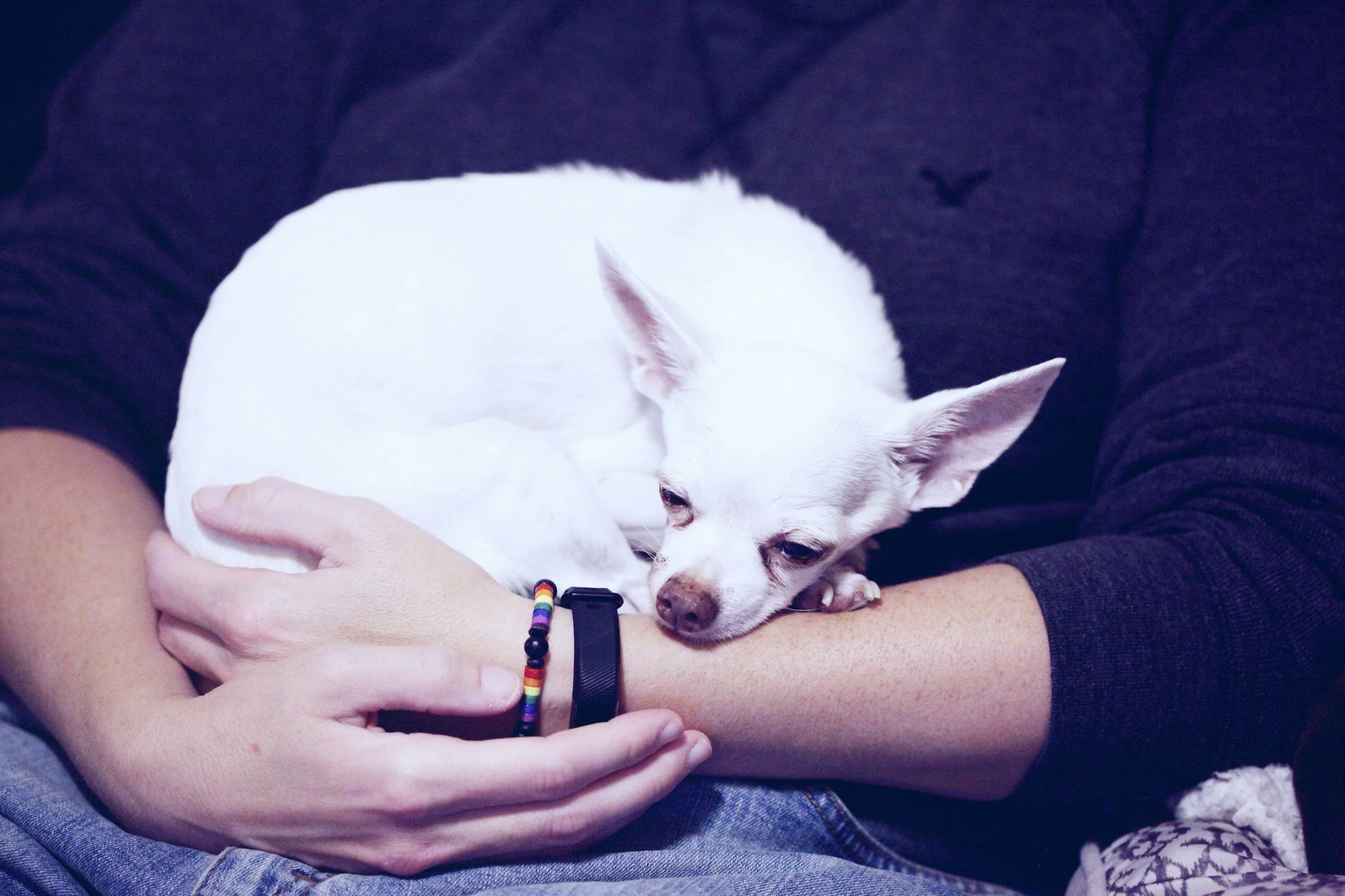 Chihuahua sleeps in a womans arms