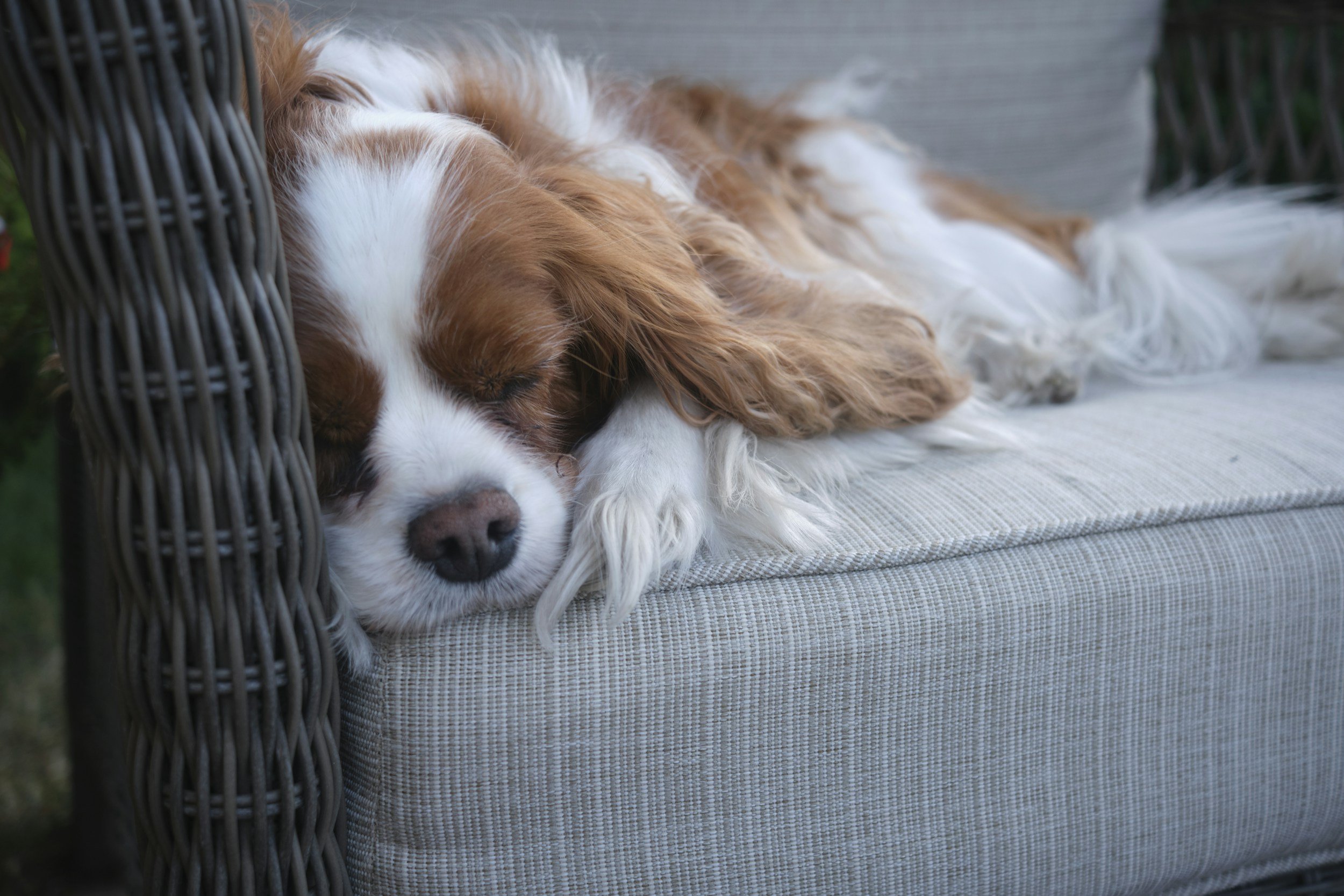 A Cavalier King Charles Spaniel dog with white and brown fur, sleeping on a cushioned outdoor wicker sofa.