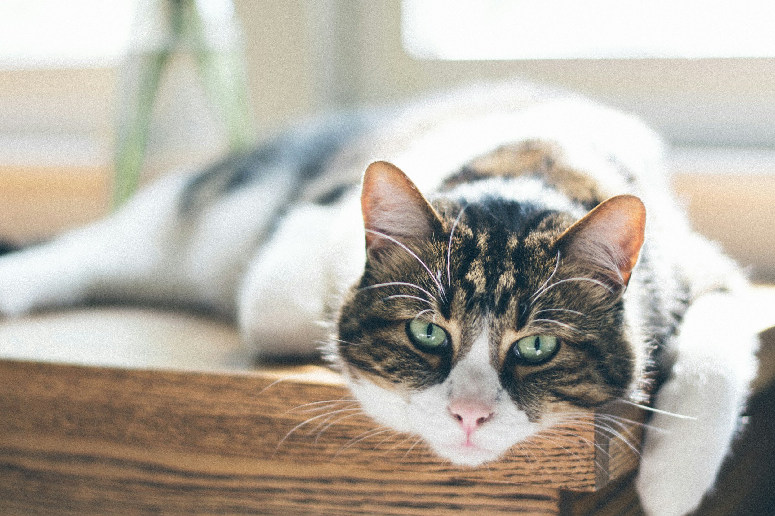 A tabby and white cat lying on a wooden surface, resting its head with green eyes staring forward.