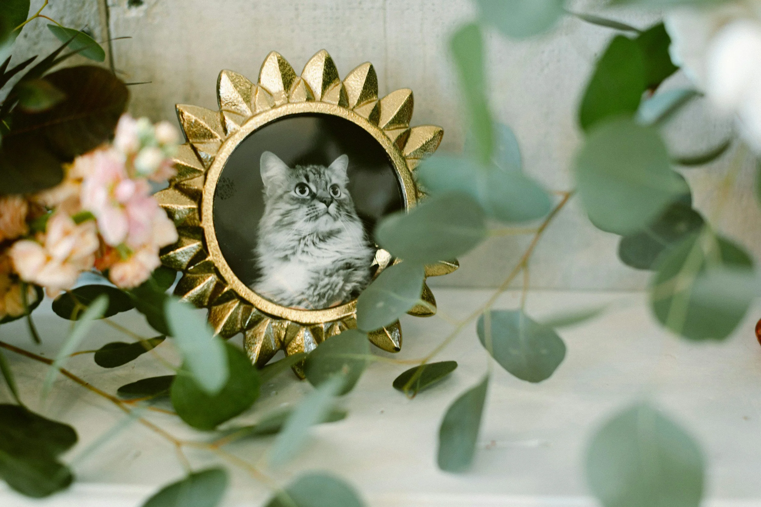 A framed black and white photograph of a cat with large eyes, surrounded by a gold decorative frame resembling a sunburst, placed among green leaves and pink flowers.