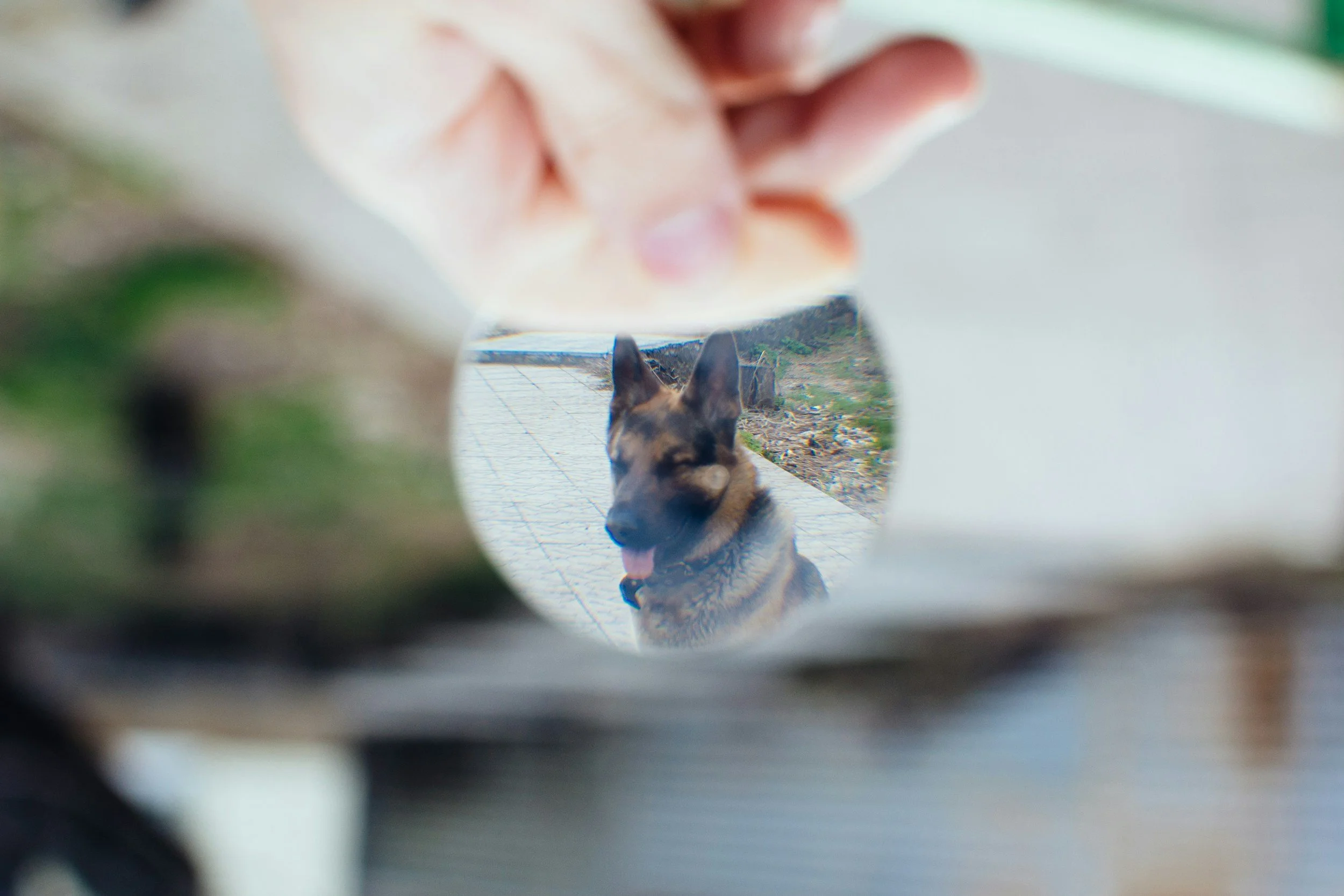 A dog looking through a round mirror or ring, with the dog's face reflecting in it. The background shows an outdoor setting.