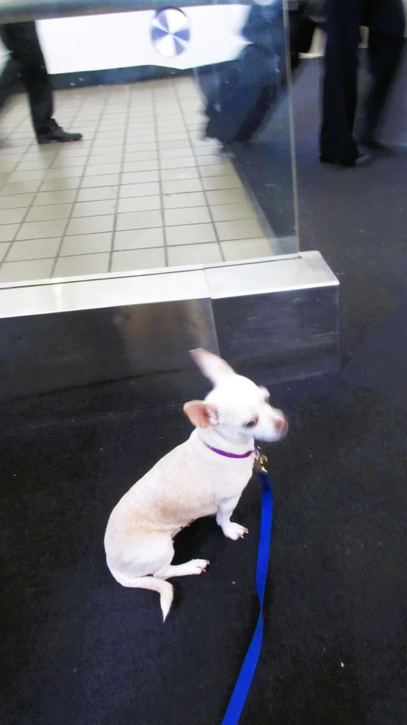 Waggytail Rescue 2018