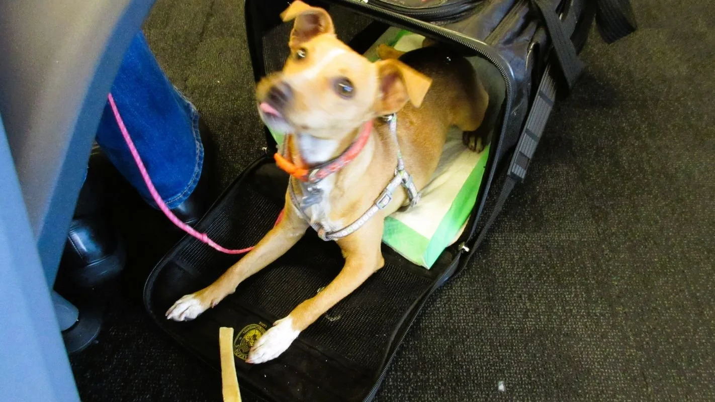 Waggytail Rescue 2017