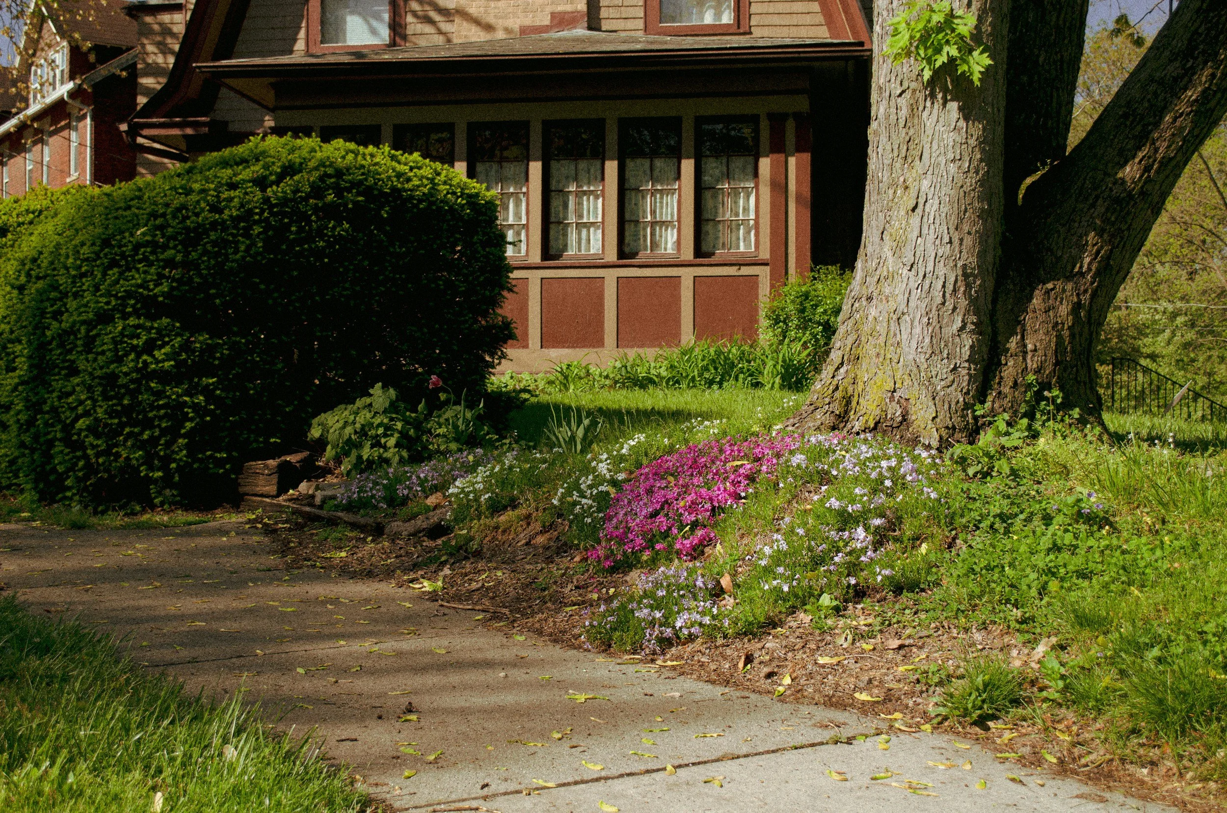 picture of home from sidewalk. Tree off to the right and a bush off to the left blocking the home. The Home is Red with brown siding and has 8 windows in the front with flower curtains