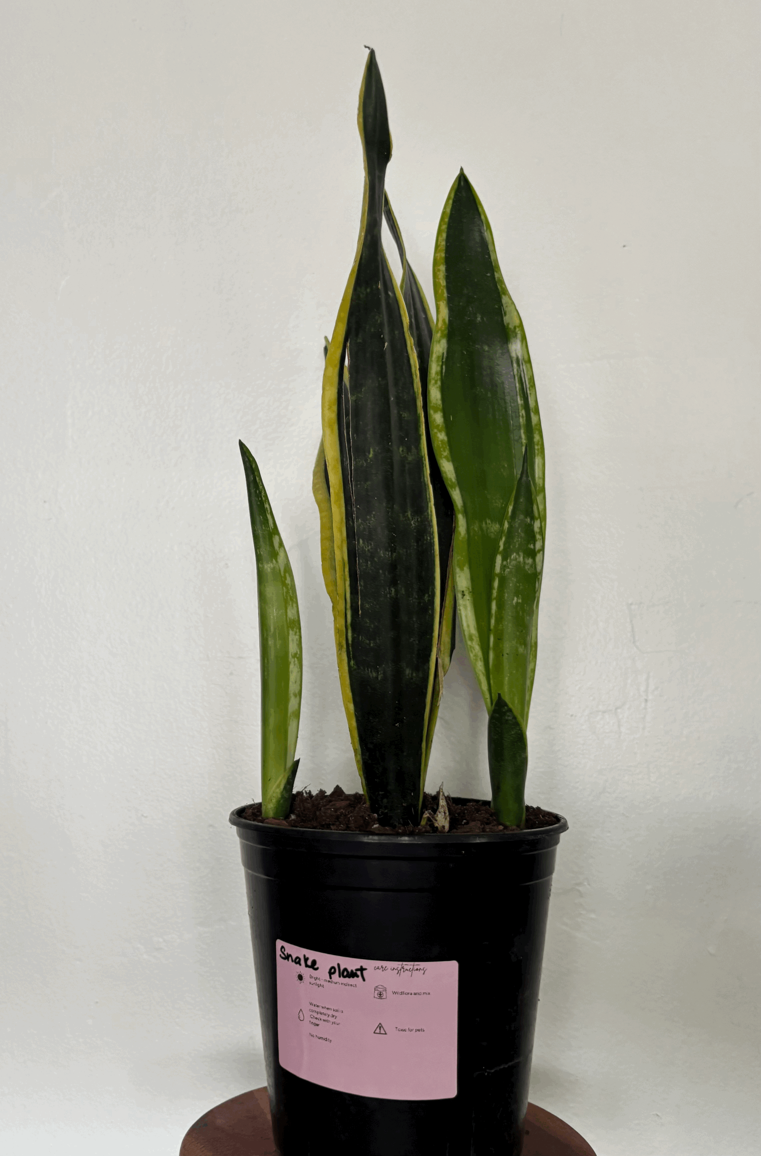 Sansevieria Black Gold