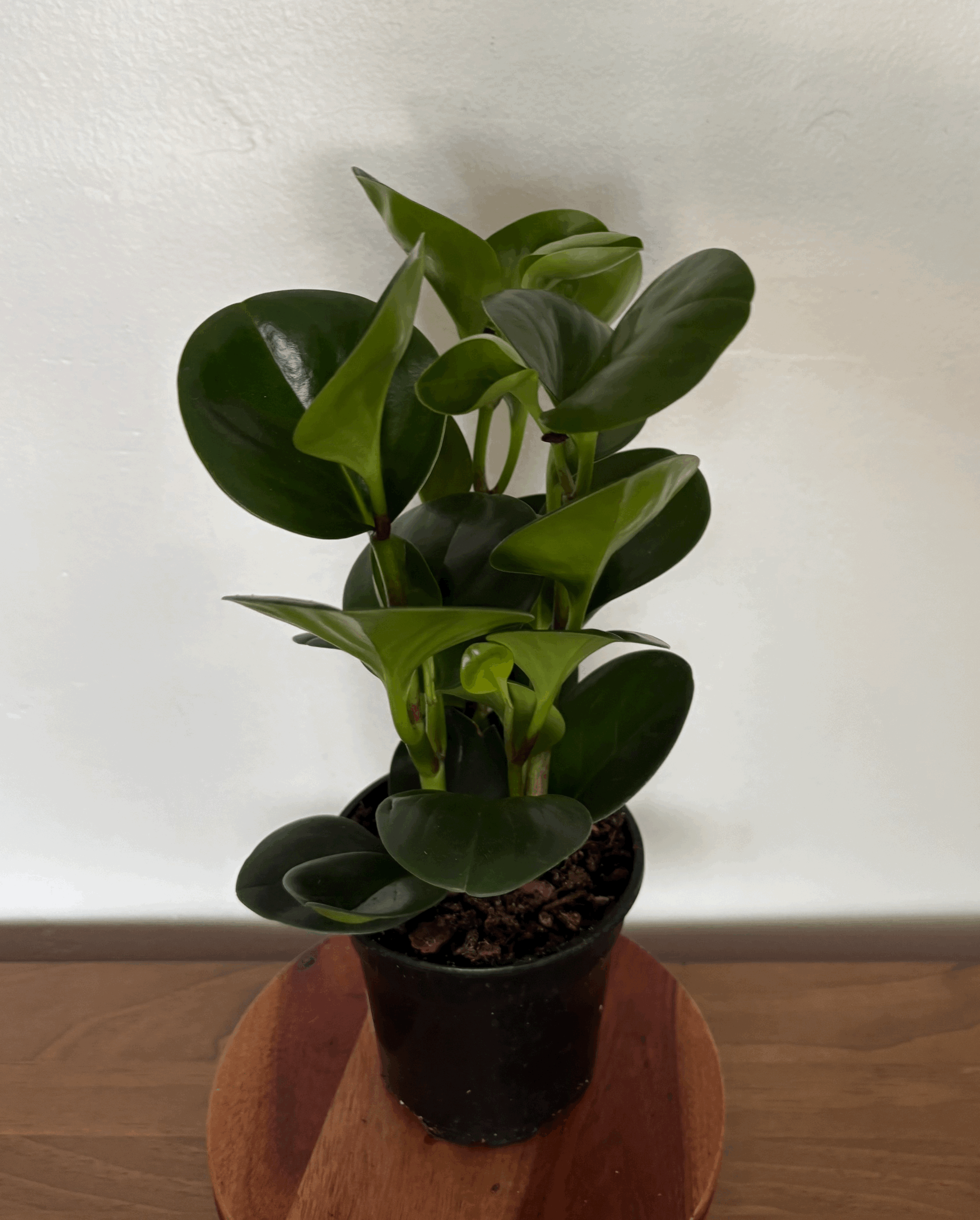 Peperomia Thailand