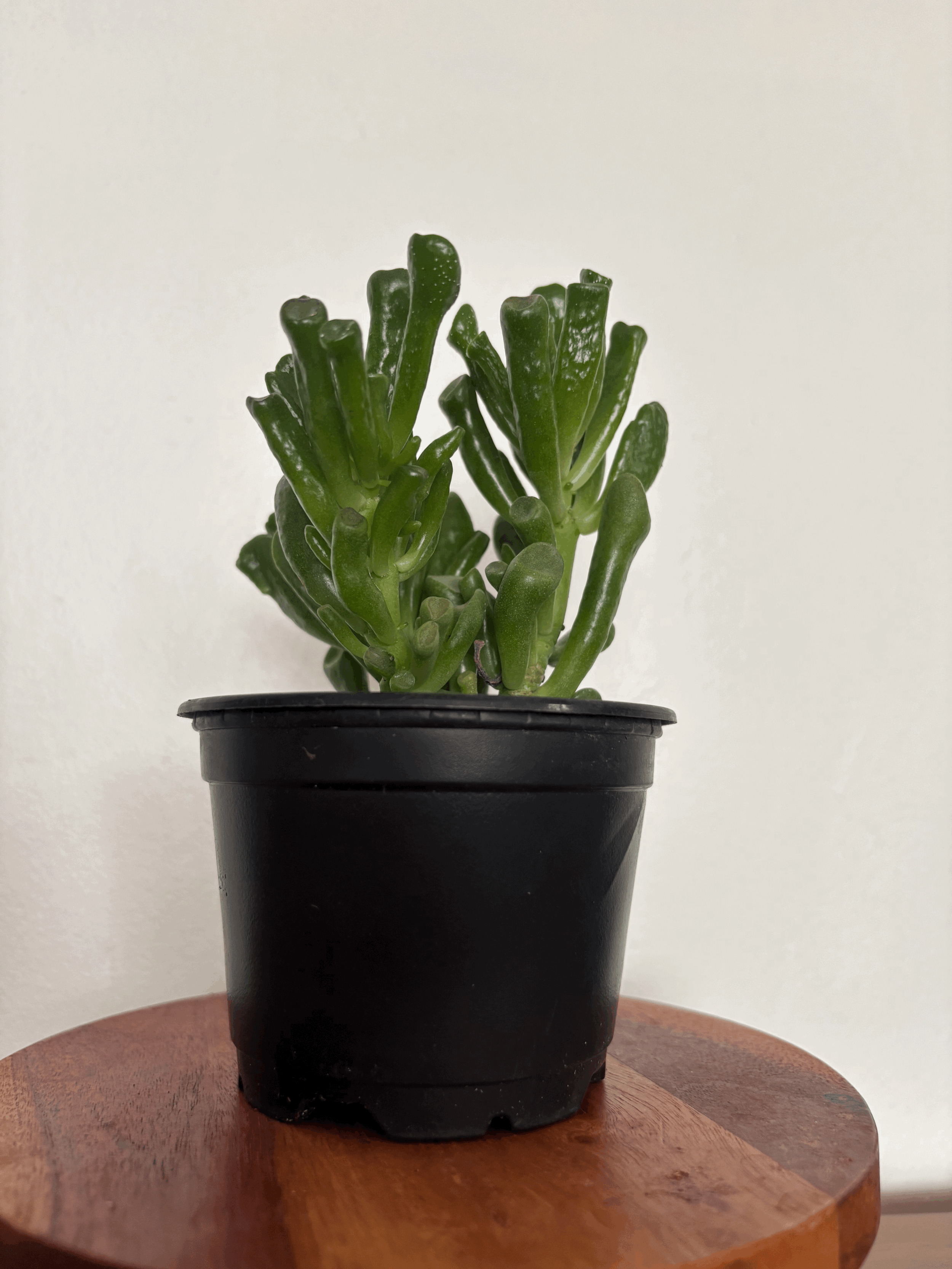 Jade 'Gollum'