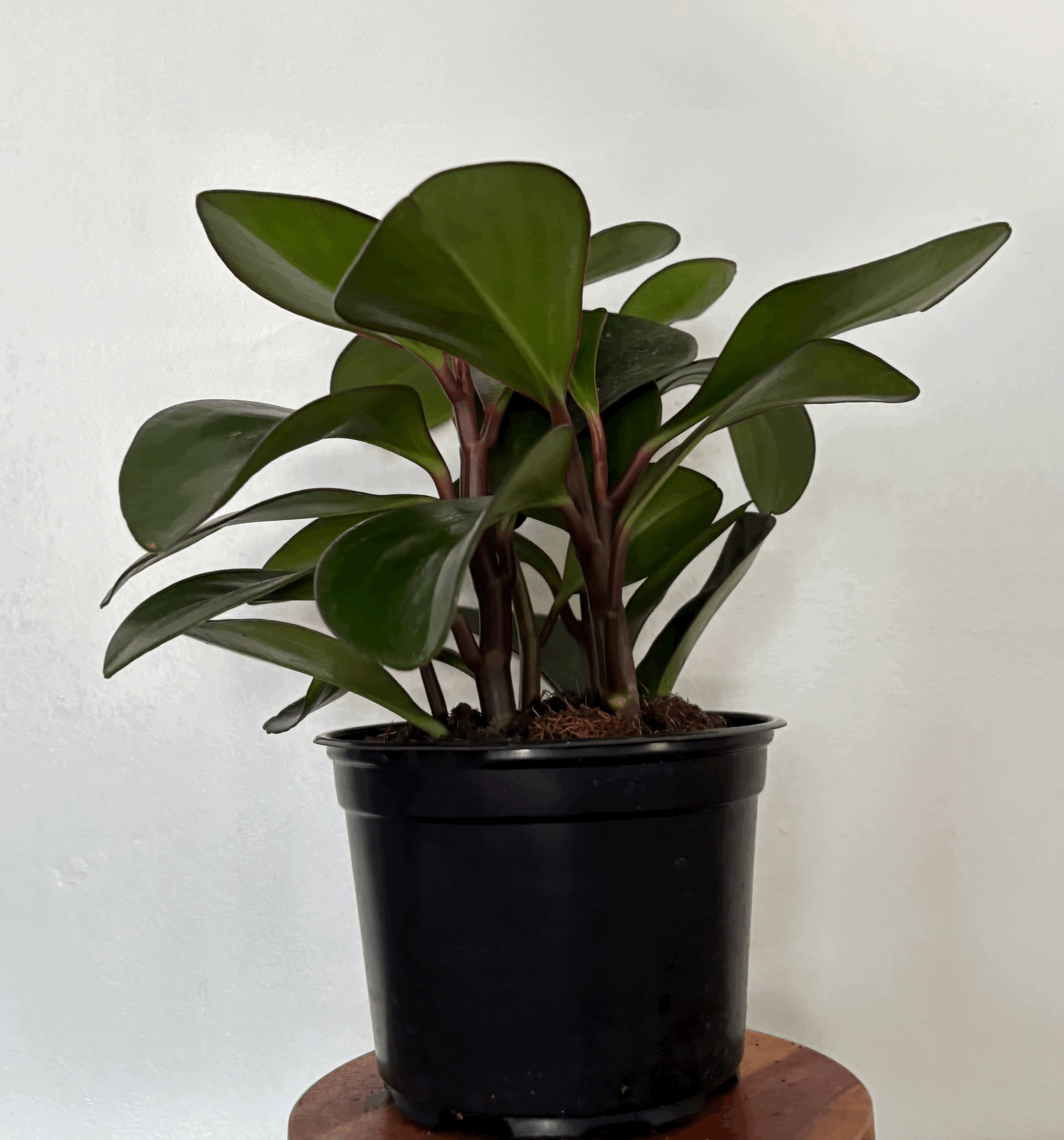 tempImageWt0IxB.gif