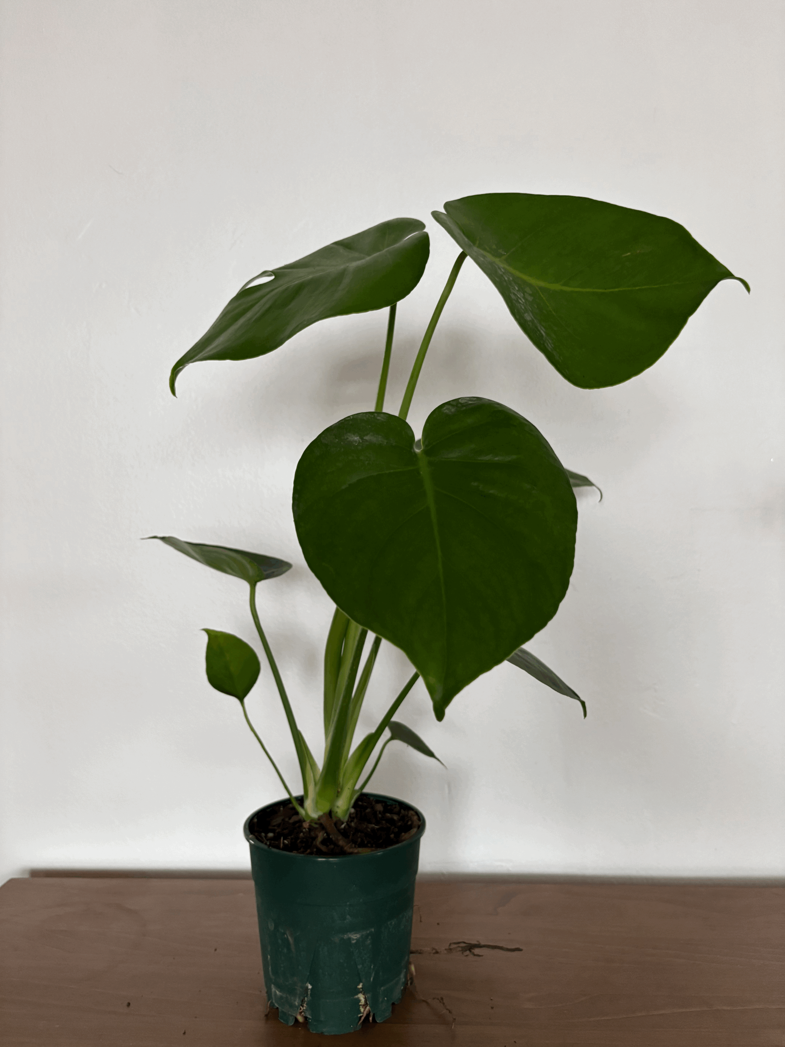 Monstera Deliciosa