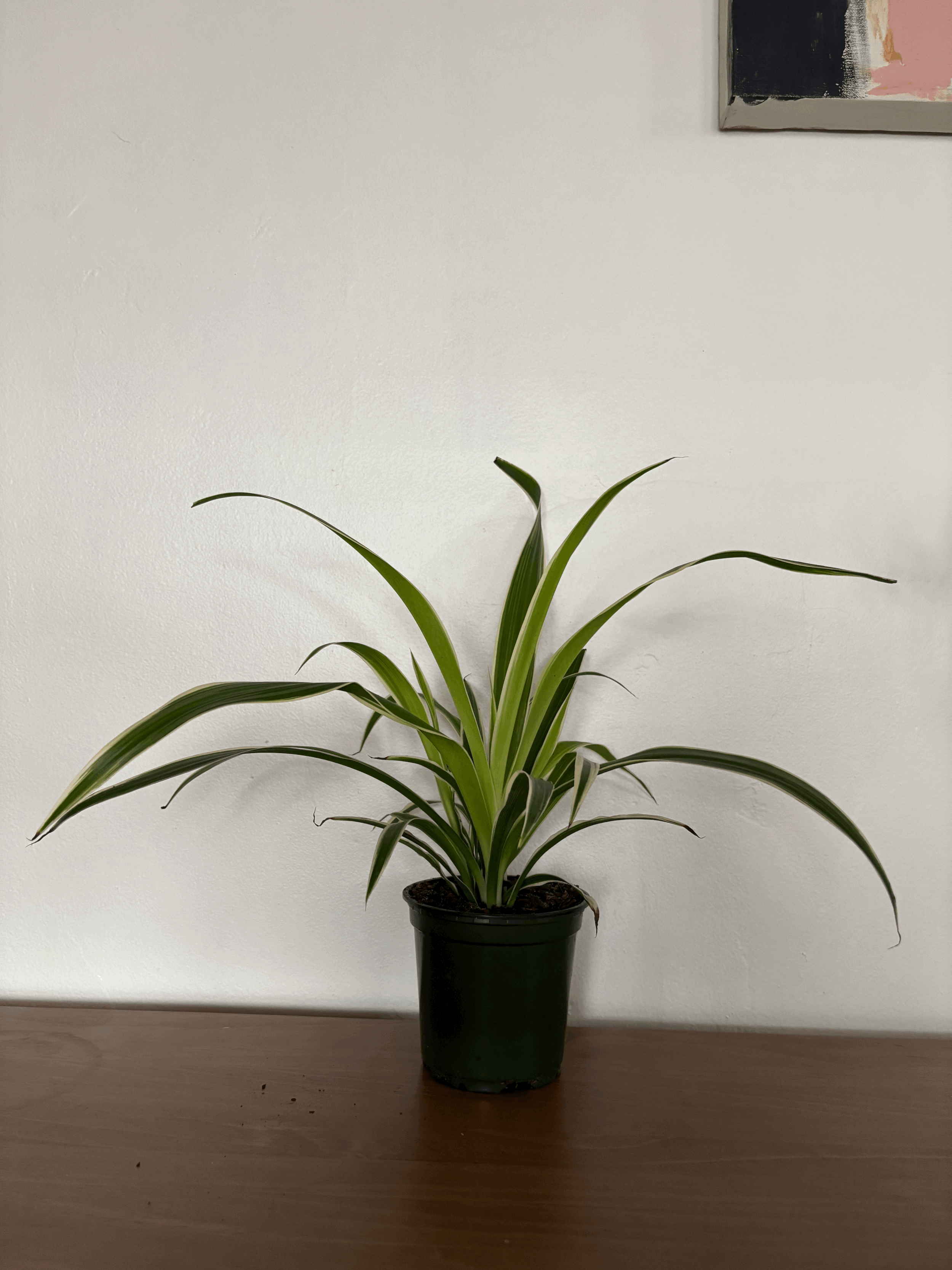 'Irish Cream' Spider plant