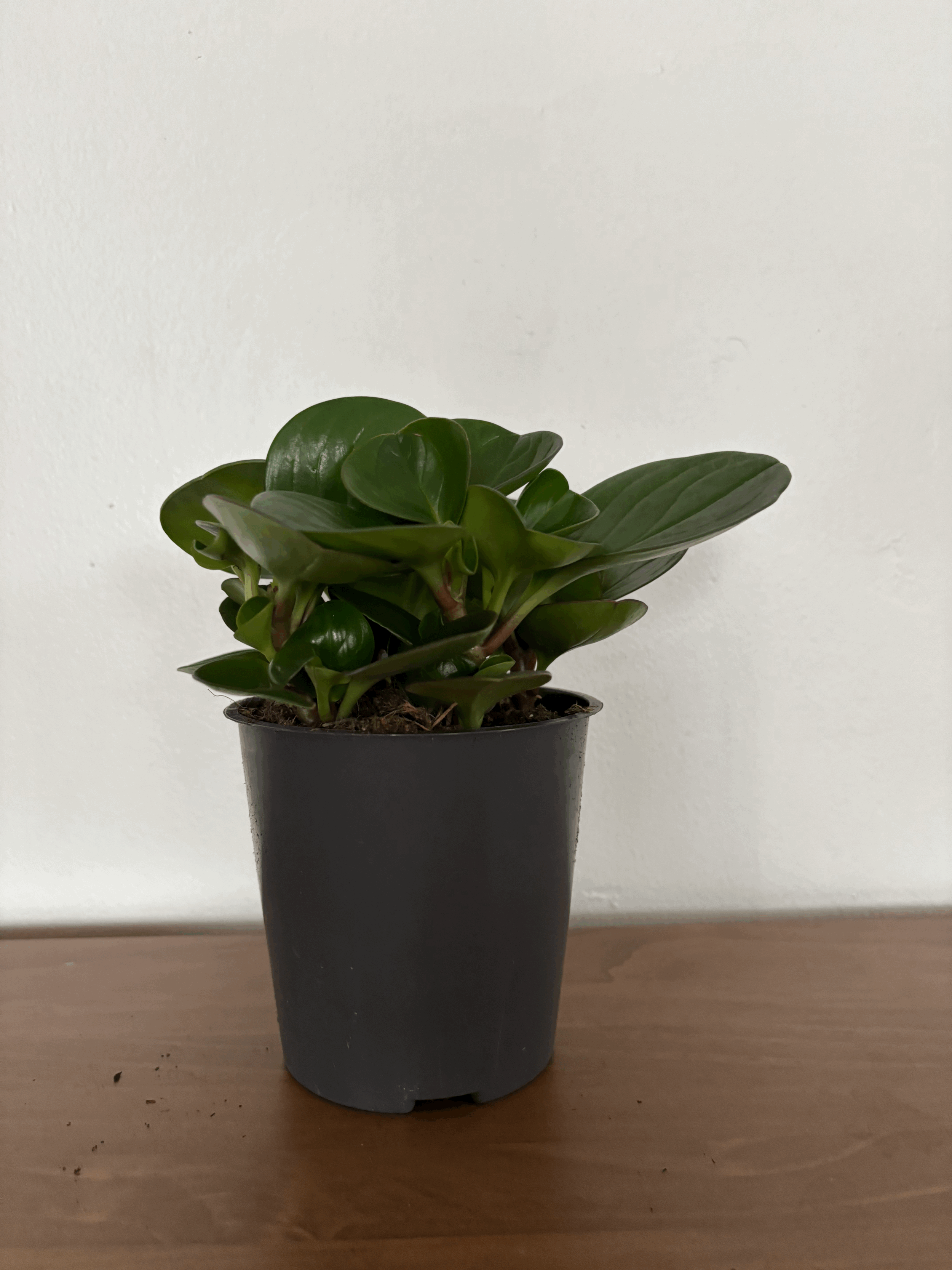 Peperomia Thailand