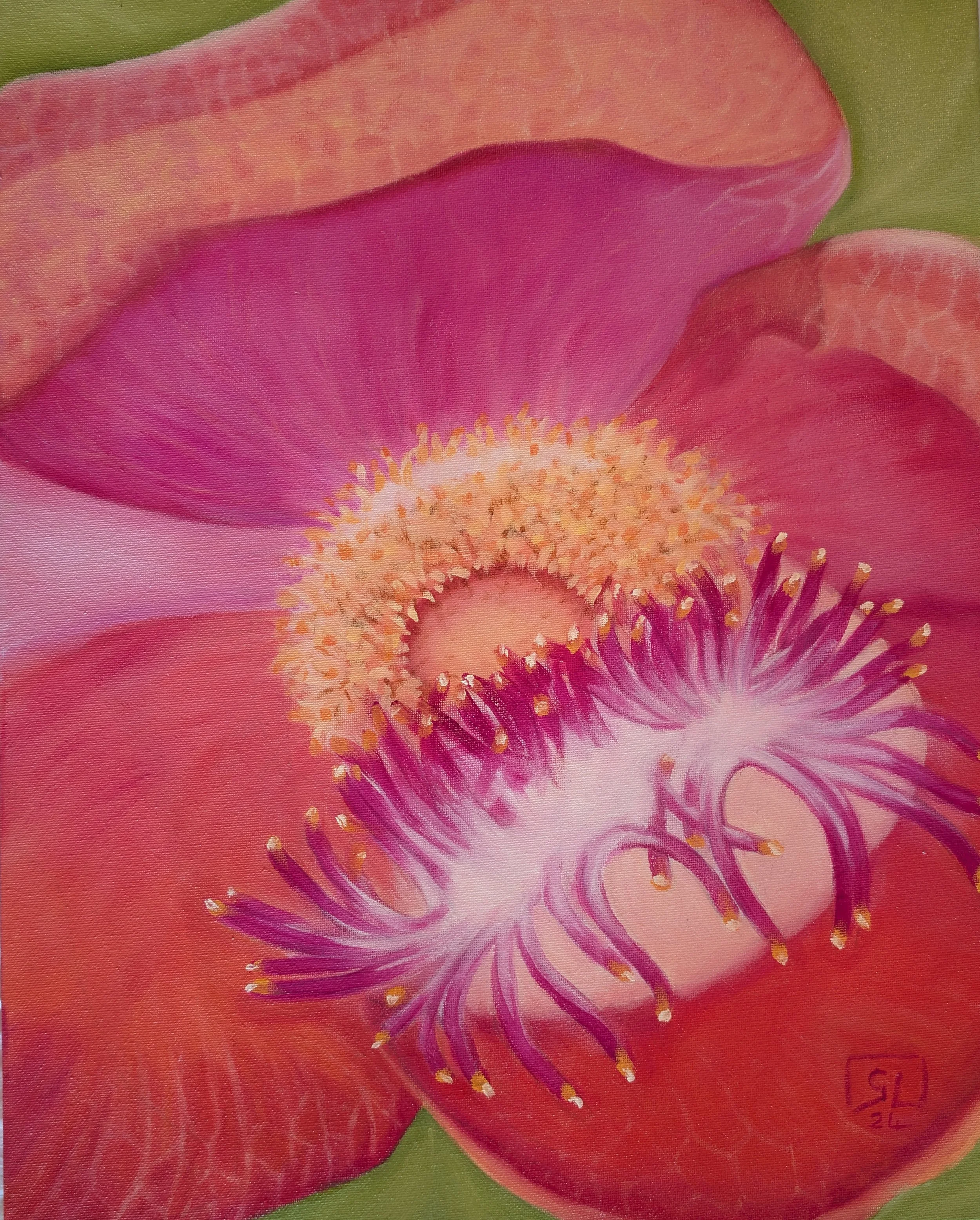 "Cannonball Flower" Oil Painting - Close-up painting of a vibrant pink and red flower with intricate details of the petals and stamen.