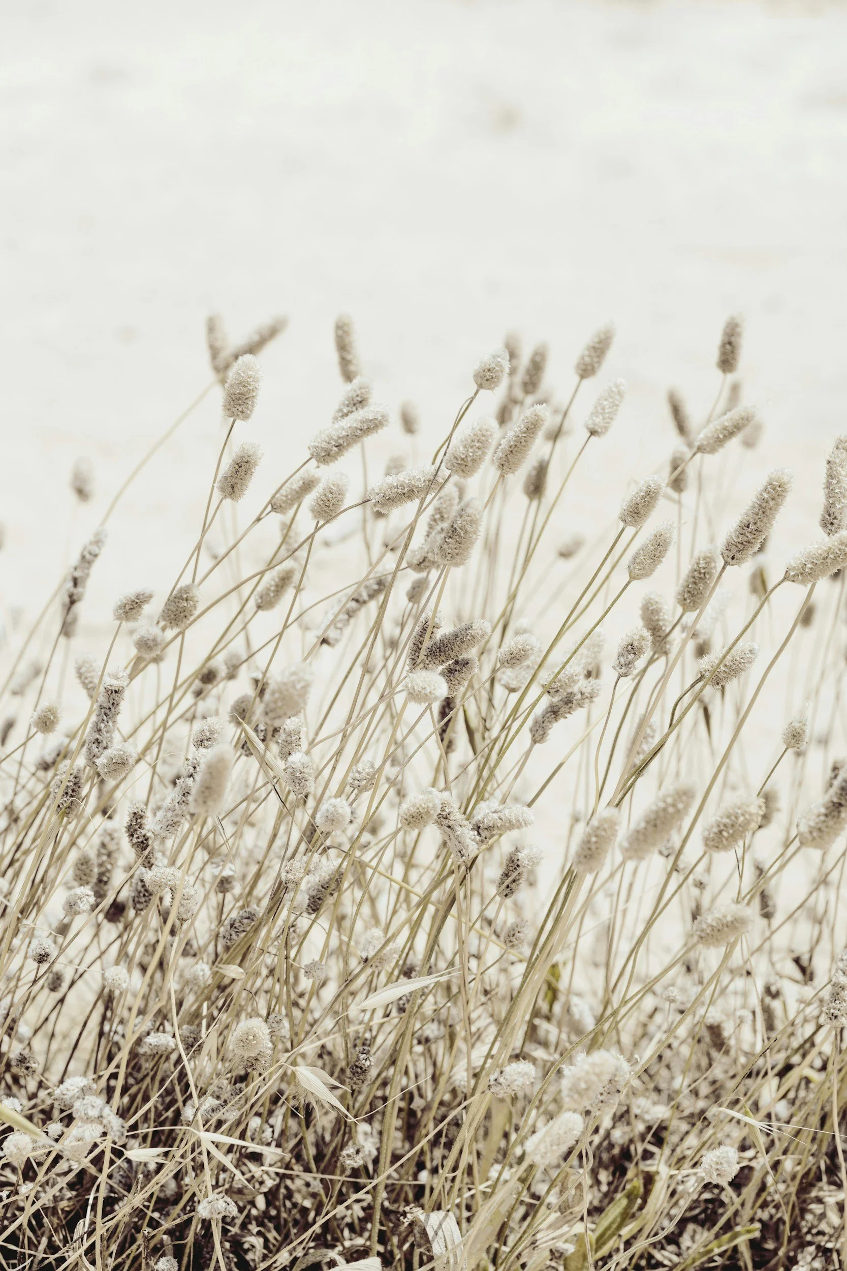 Soft golden wildflowers in a field at sunset, symbolizing healing and calm.