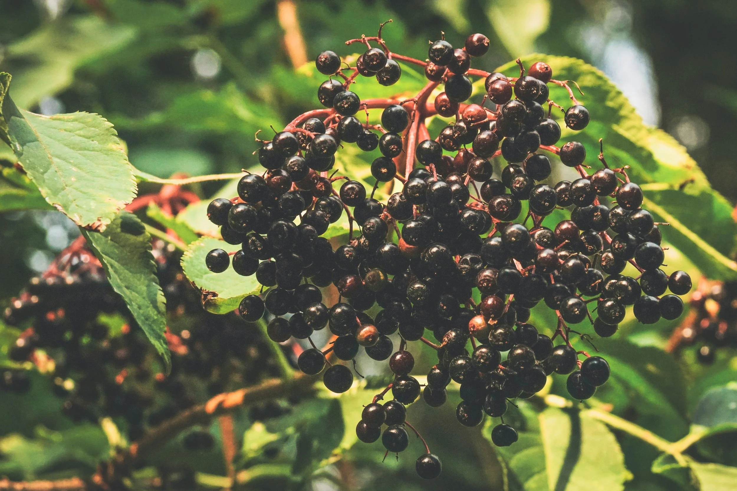 Elderberry for Immune Support