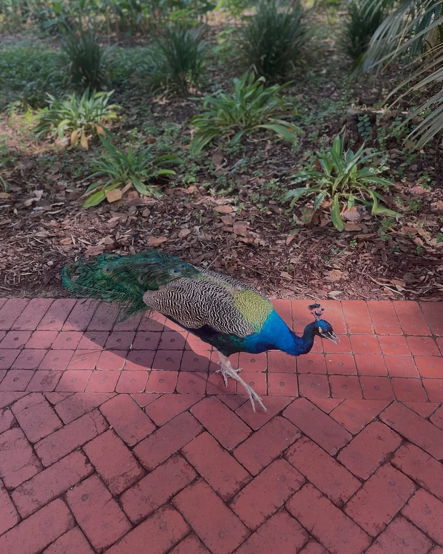 #peacocks #uwapeacocks #universityofwesternaustralia #photography